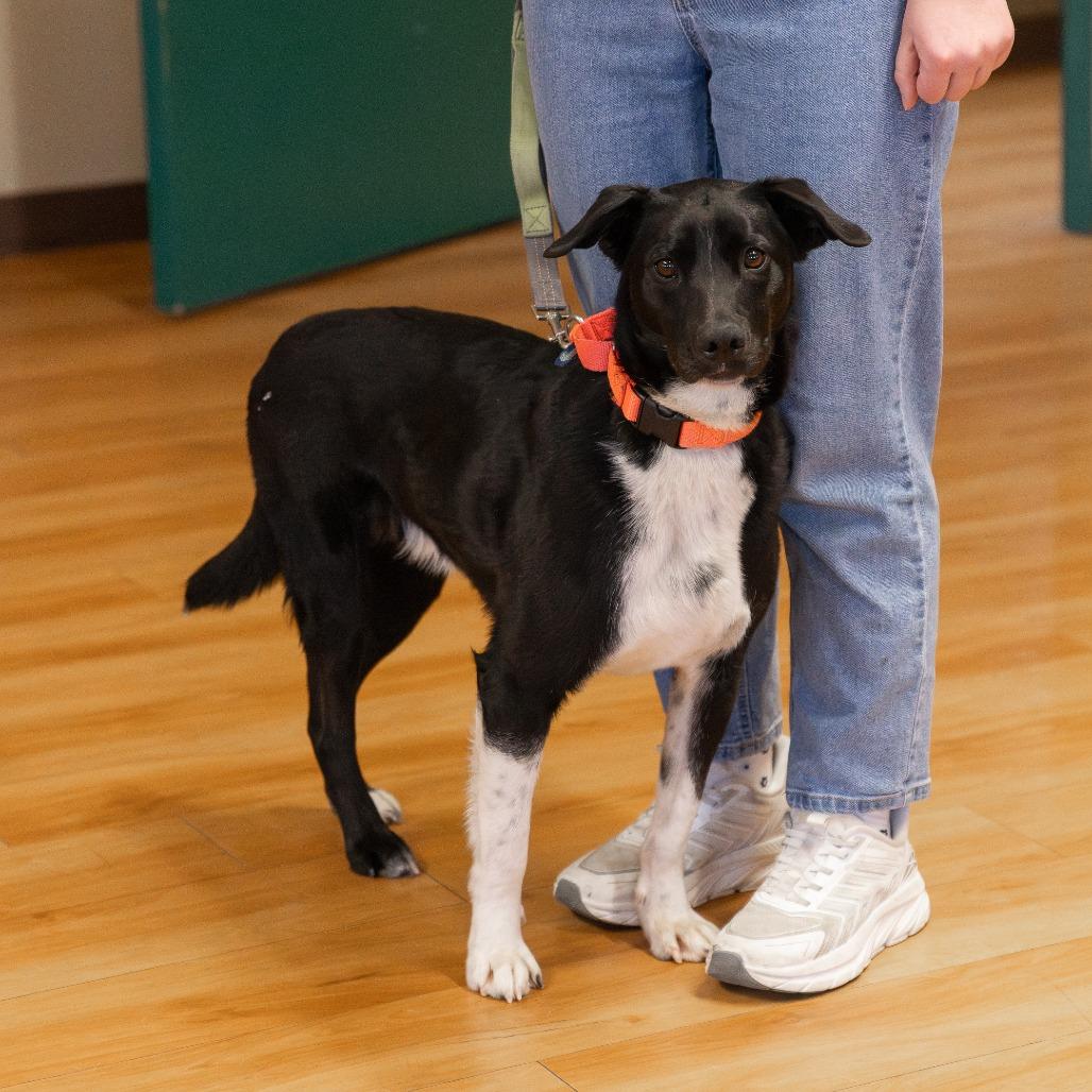 Enlarge Ralphy, a Adoptable Mixed Breed in Waukesha, WI image 6/6