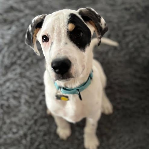 Enlarge Romeo, a Adoptable mixed breed in Albany, NY image 1/6