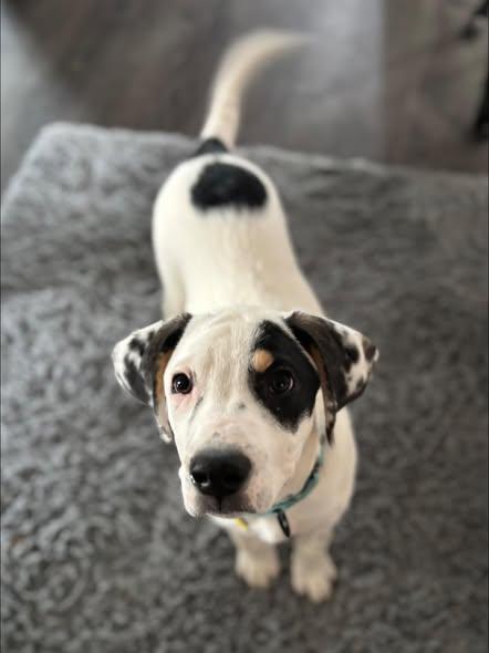 Enlarge Romeo, a Adoptable mixed breed in Albany, NY image 2/6