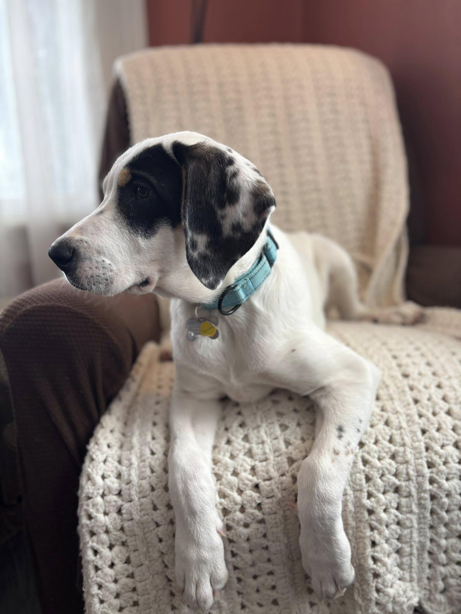 Enlarge Romeo, a Adoptable mixed breed in Albany, NY image 6/6