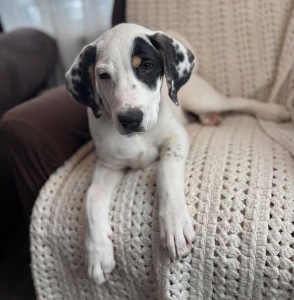 Enlarge Romeo, a Adoptable mixed breed in Albany, NY image 3/6