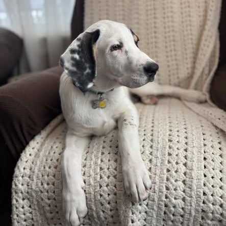 Enlarge Romeo, a Adoptable mixed breed in Albany, NY image 5/6