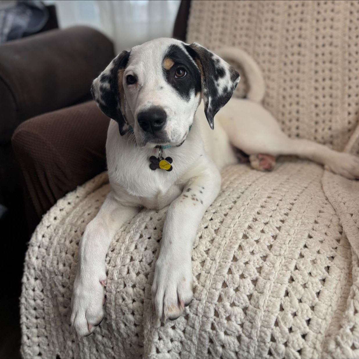 Enlarge Romeo, a Adoptable mixed breed in Albany, NY image 4/6