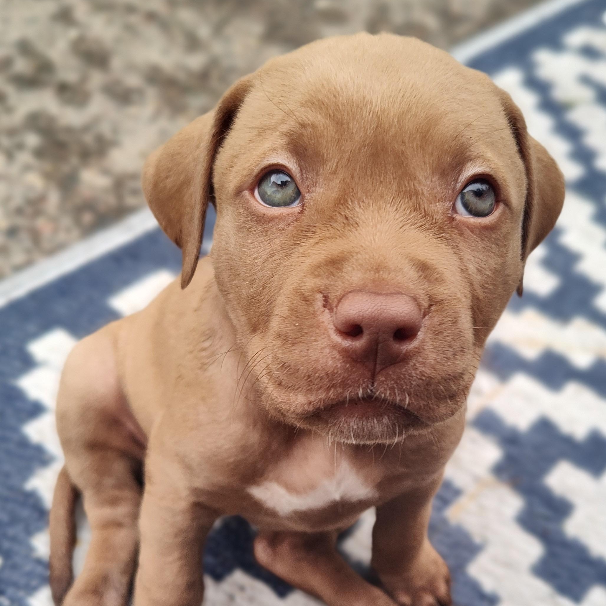 Santi, a Adoptable mixed breed in Midland, MI image 2/6