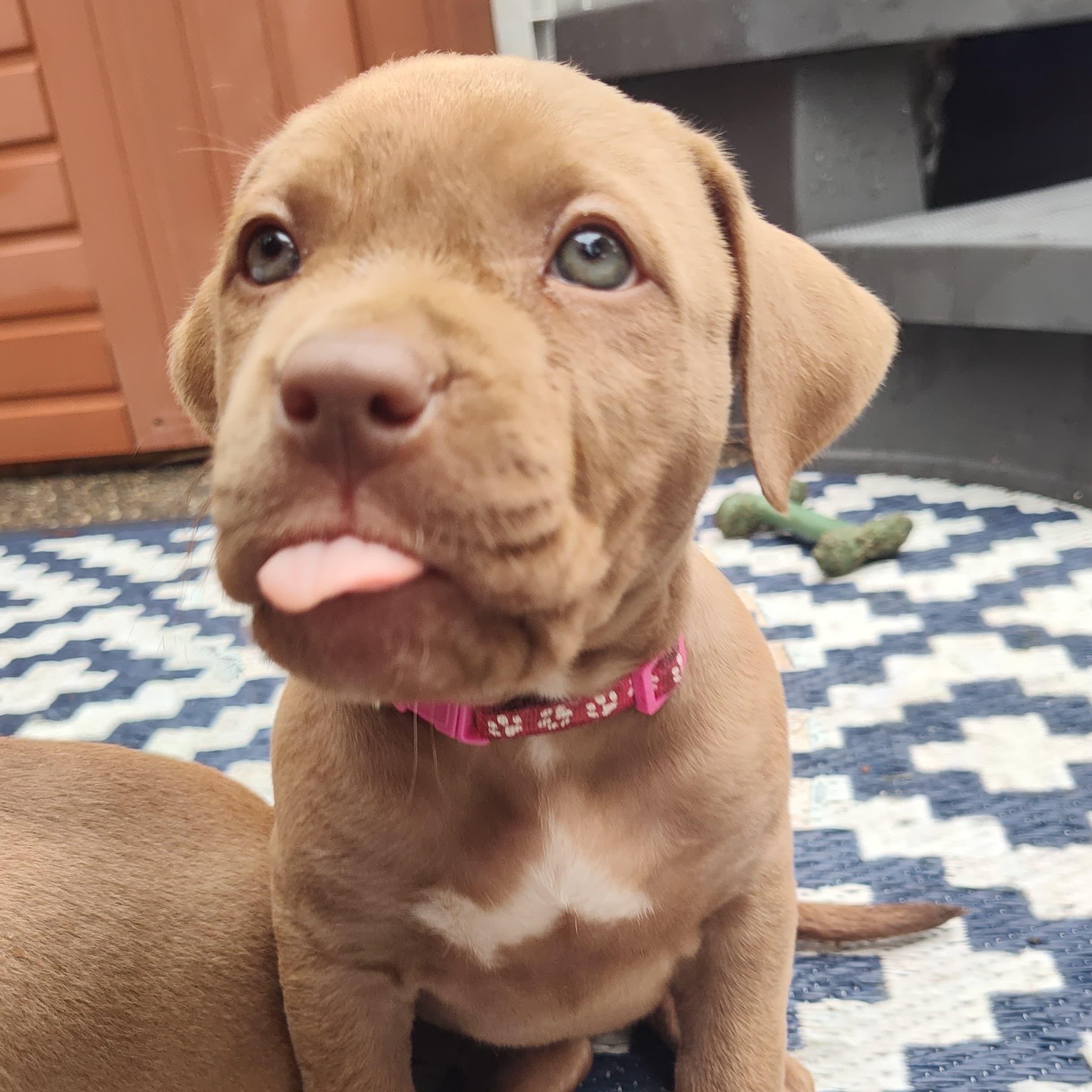 Santi, Adoptable, Puppy Female Pit Bull Terrier.