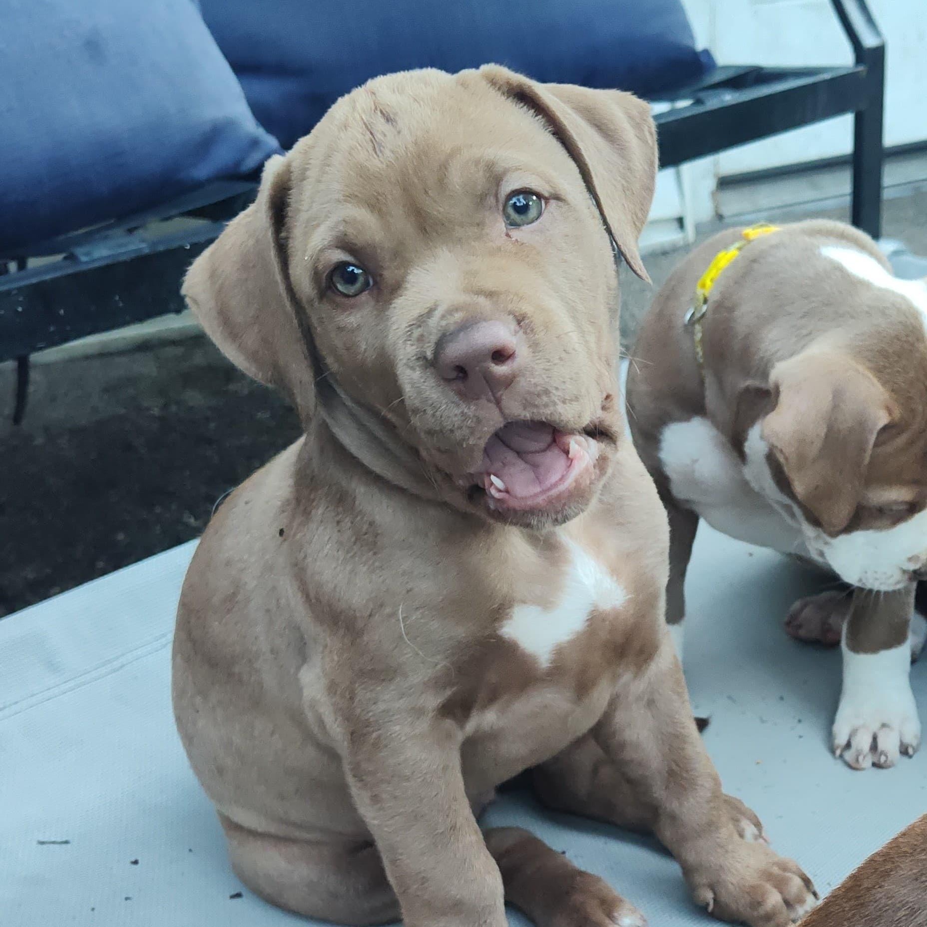 Santi, adoptable, Puppy Female Pit Bull Terrier.