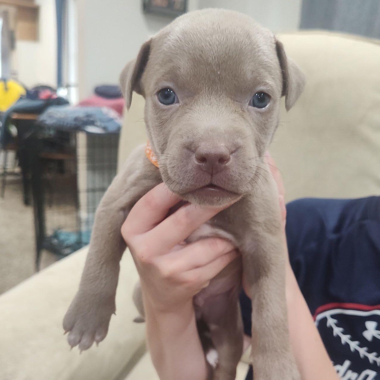 Santi, a Adoptable mixed breed in Midland, MI image 4/6