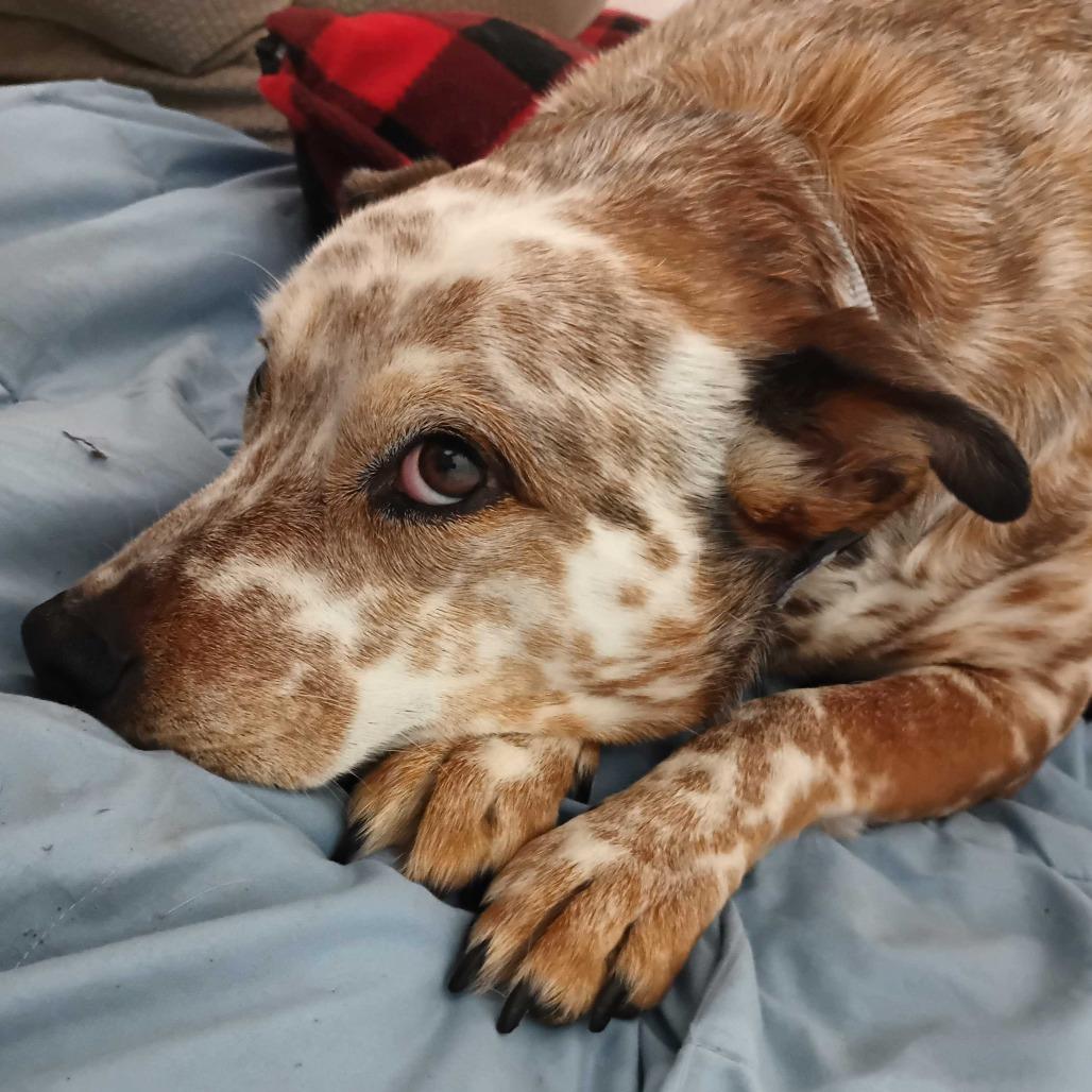 Enlarge Cindy *In Foster*, a Adoptable mixed breed in Dover, NH image 2/6