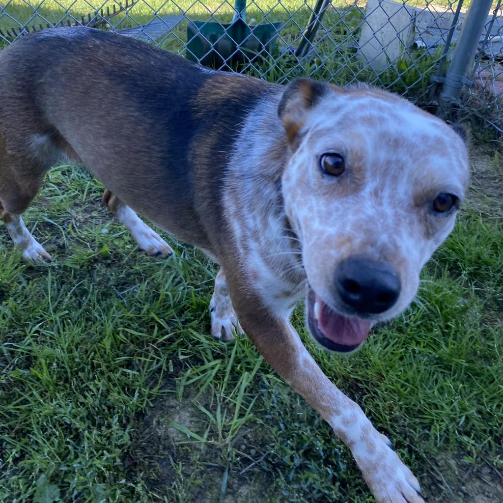 Enlarge Cindy *In Foster*, a Adoptable mixed breed in Dover, NH image 3/6