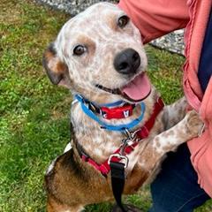 Enlarge Cindy *In Foster*, a Adoptable mixed breed in Dover, NH image 4/6