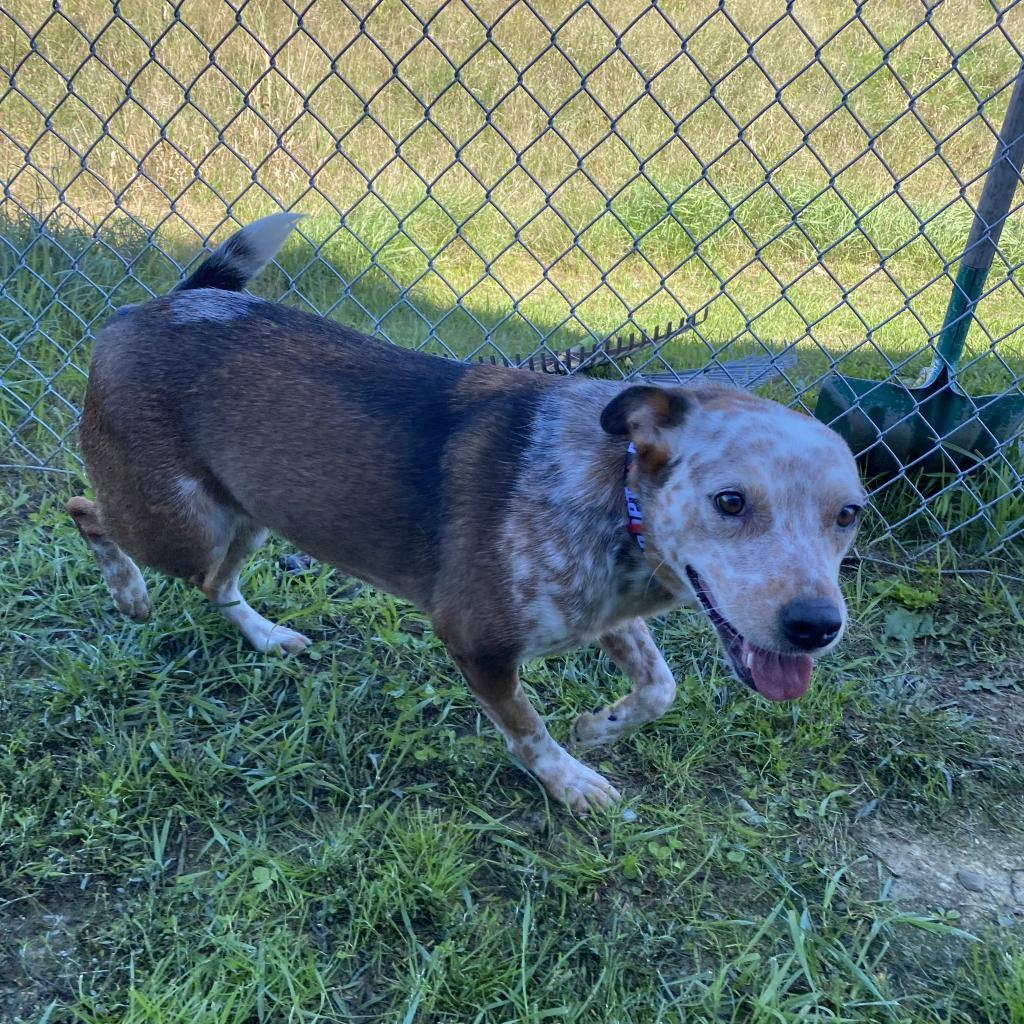 Enlarge Cindy *In Foster*, a Adoptable mixed breed in Dover, NH image 5/6