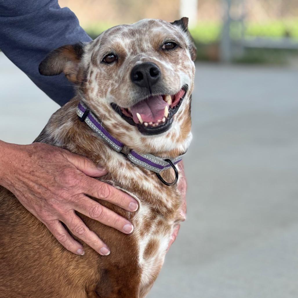 Cindy, a Adoptable mixed breed in Dover, NH image 6/6