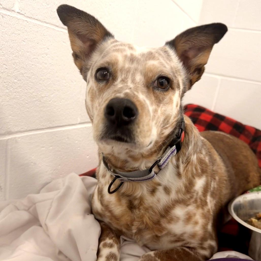 Enlarge Cindy *In Foster*, a Adoptable mixed breed in Dover, NH image 6/6