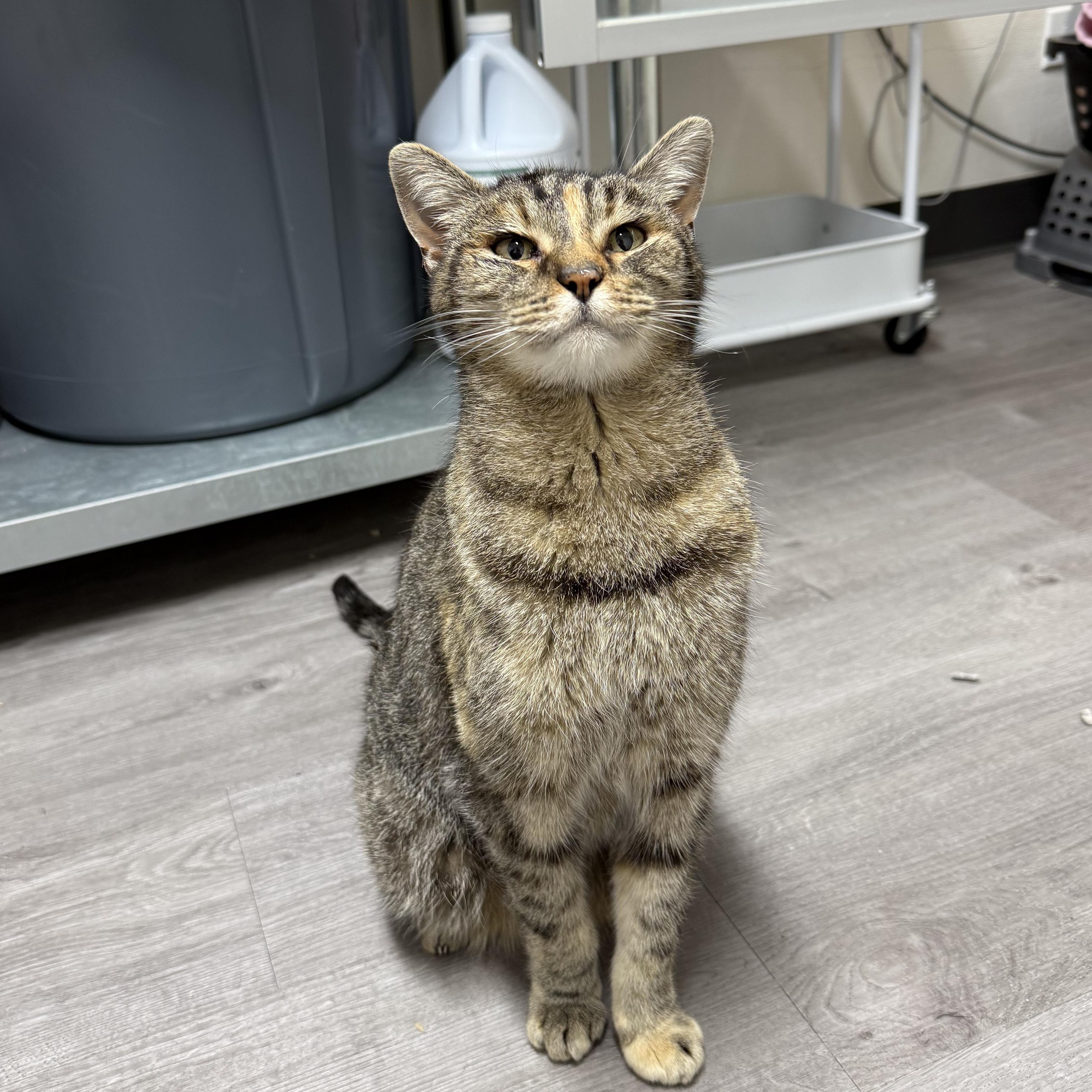 Enlarge Betty, a ADOPTABLE Domestic Short Hair in Walnut Creek, CA image 1/6