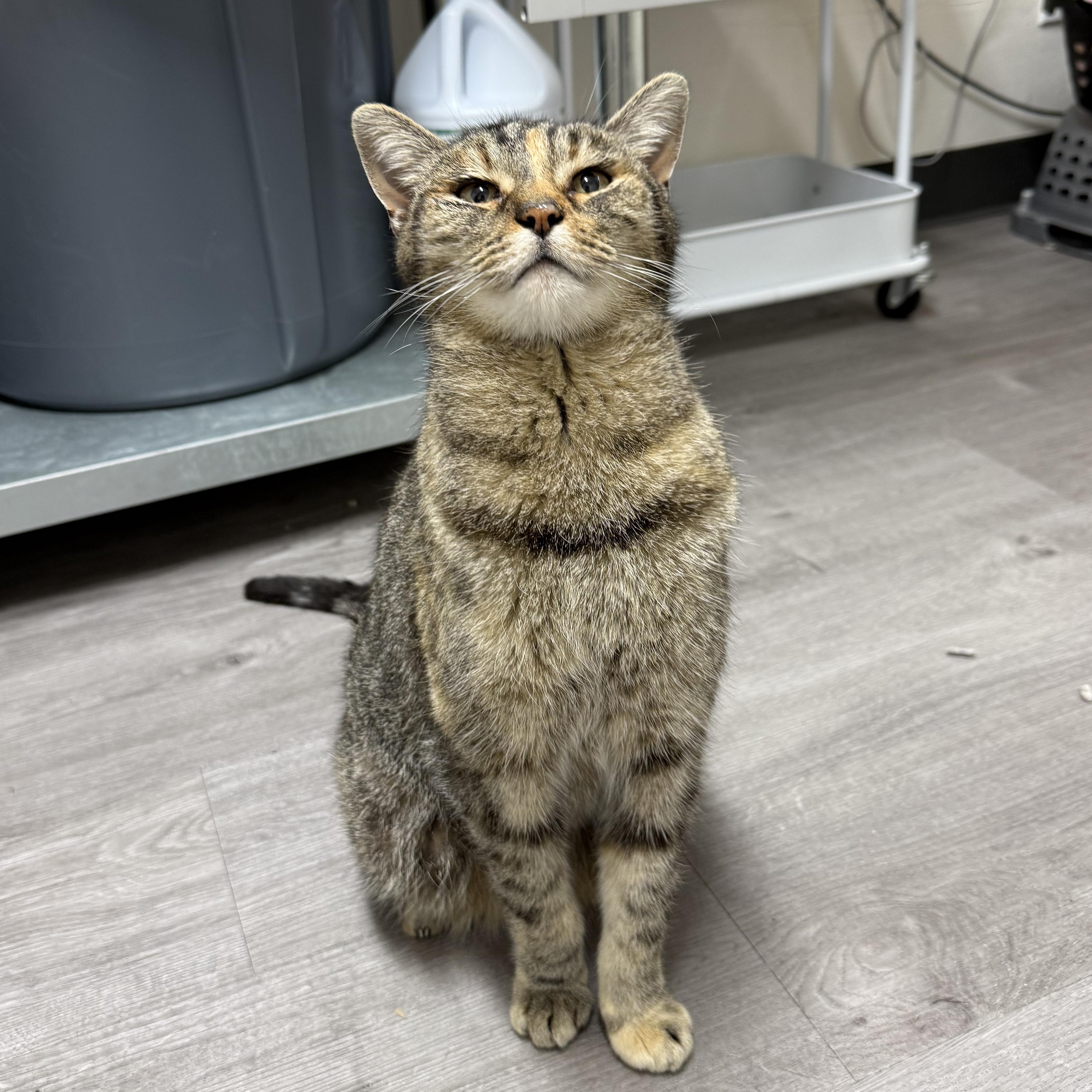 Enlarge Betty, a ADOPTABLE Domestic Short Hair in Walnut Creek, CA image 2/6