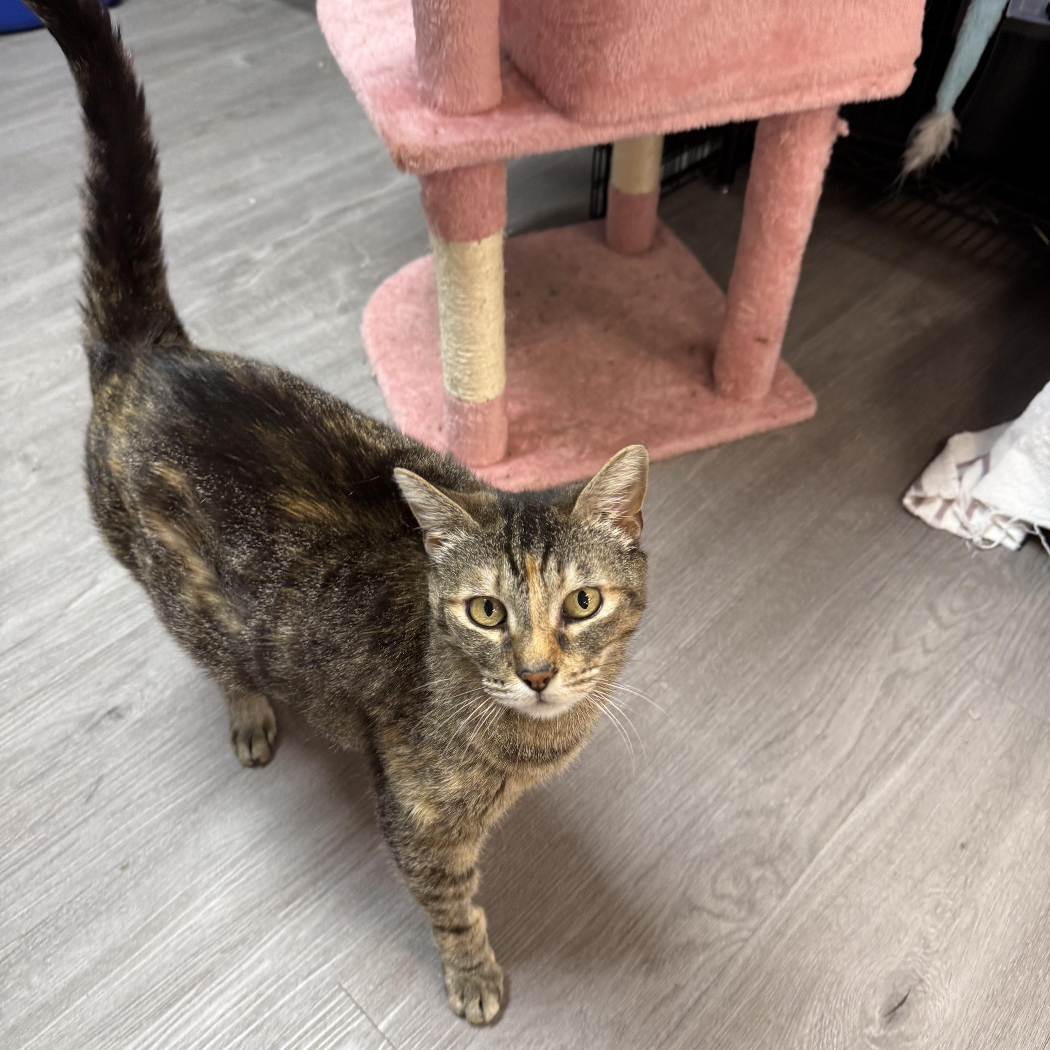 Enlarge Betty, a ADOPTABLE Domestic Short Hair in Walnut Creek, CA image 4/6