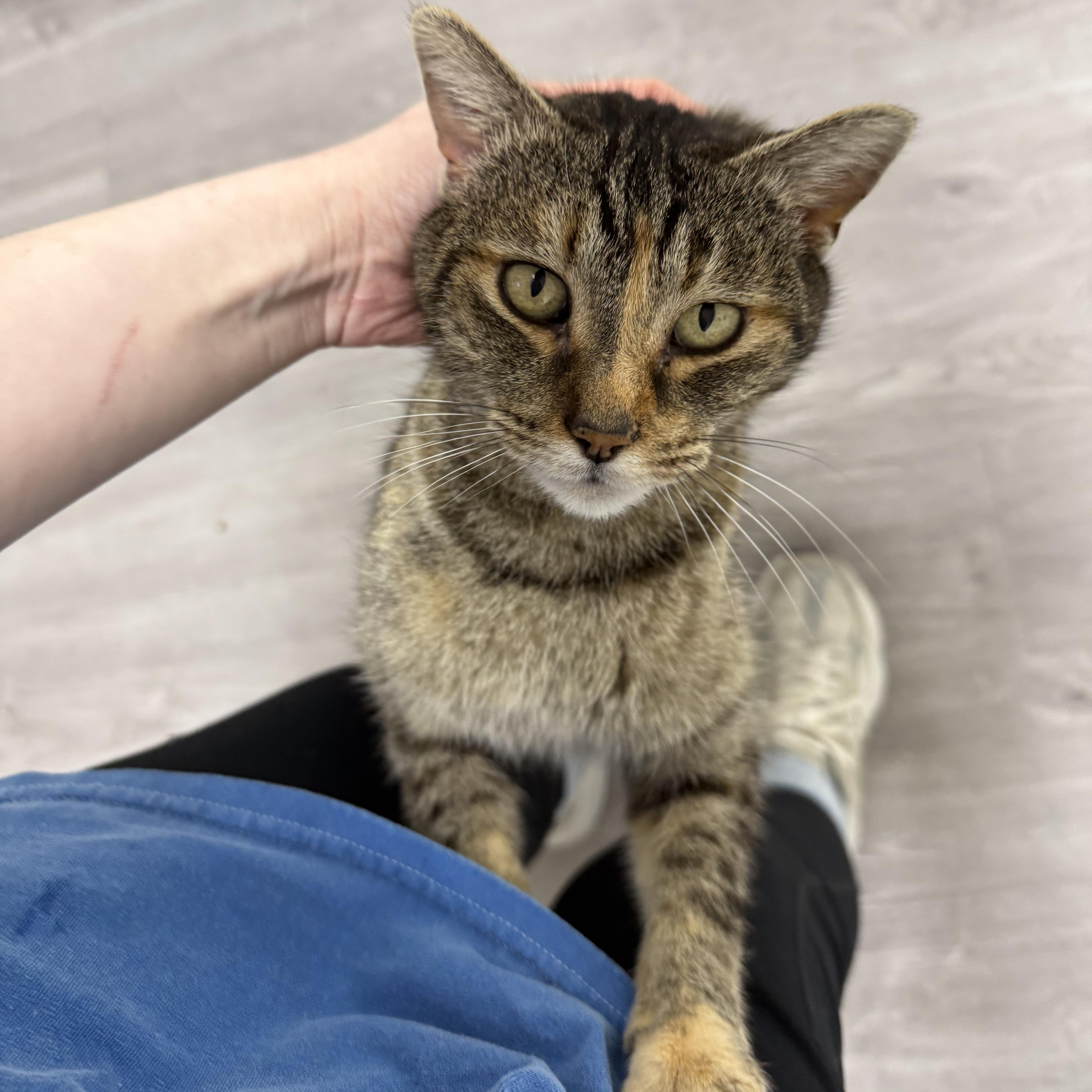 Enlarge Betty, a ADOPTABLE Domestic Short Hair in Walnut Creek, CA image 5/6