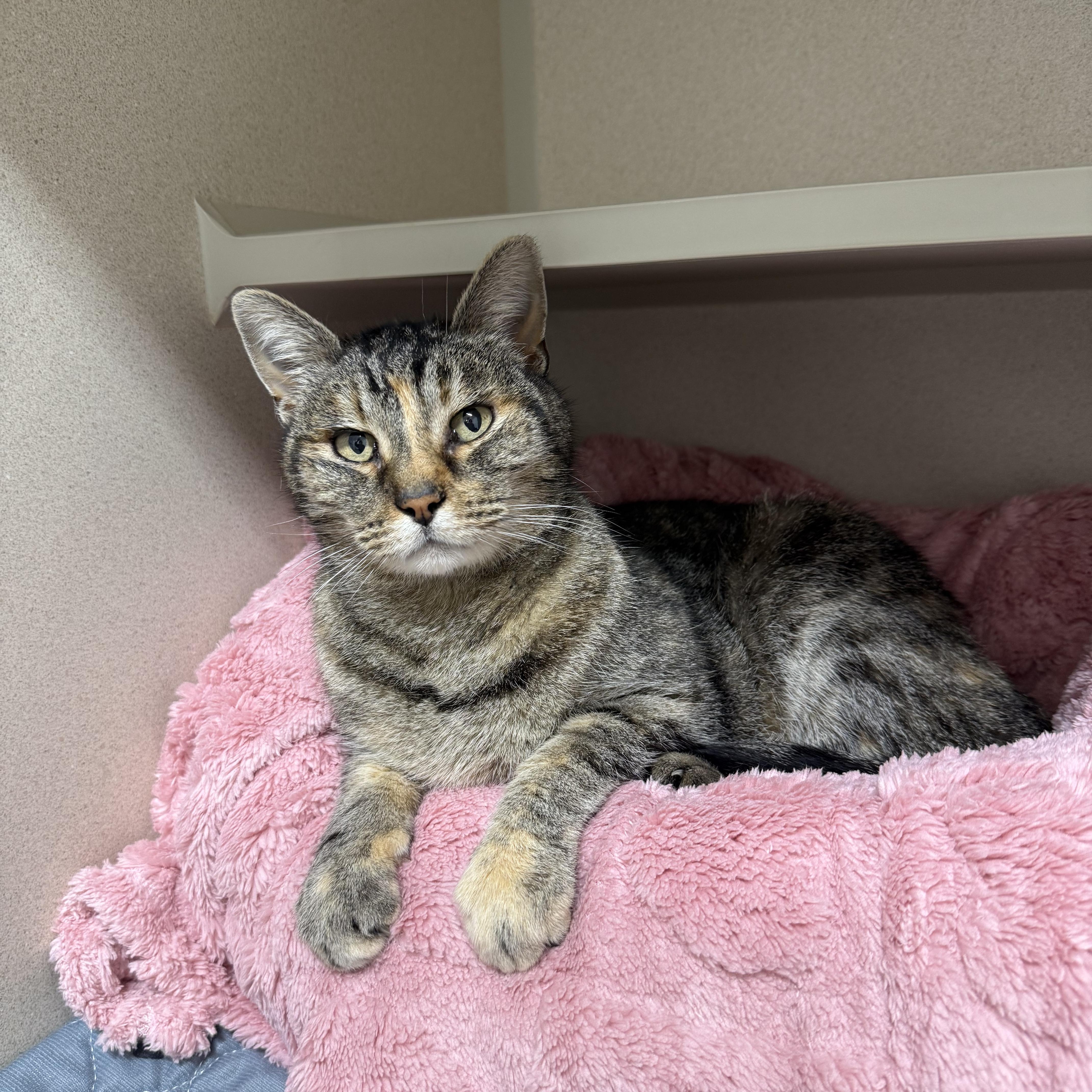 Enlarge Betty, a ADOPTABLE Domestic Short Hair in Walnut Creek, CA image 3/6