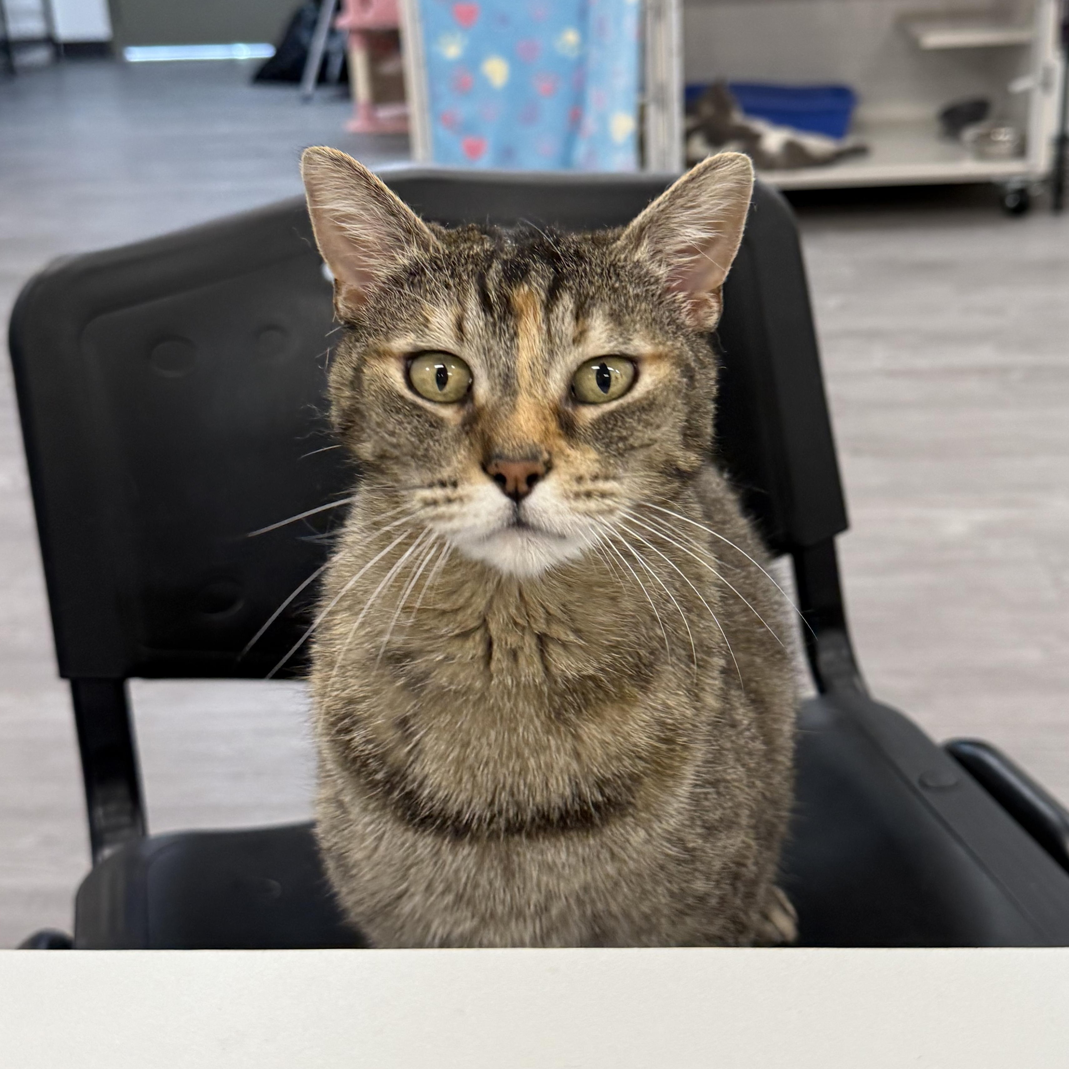 Enlarge Betty, a ADOPTABLE Domestic Short Hair in Walnut Creek, CA image 6/6