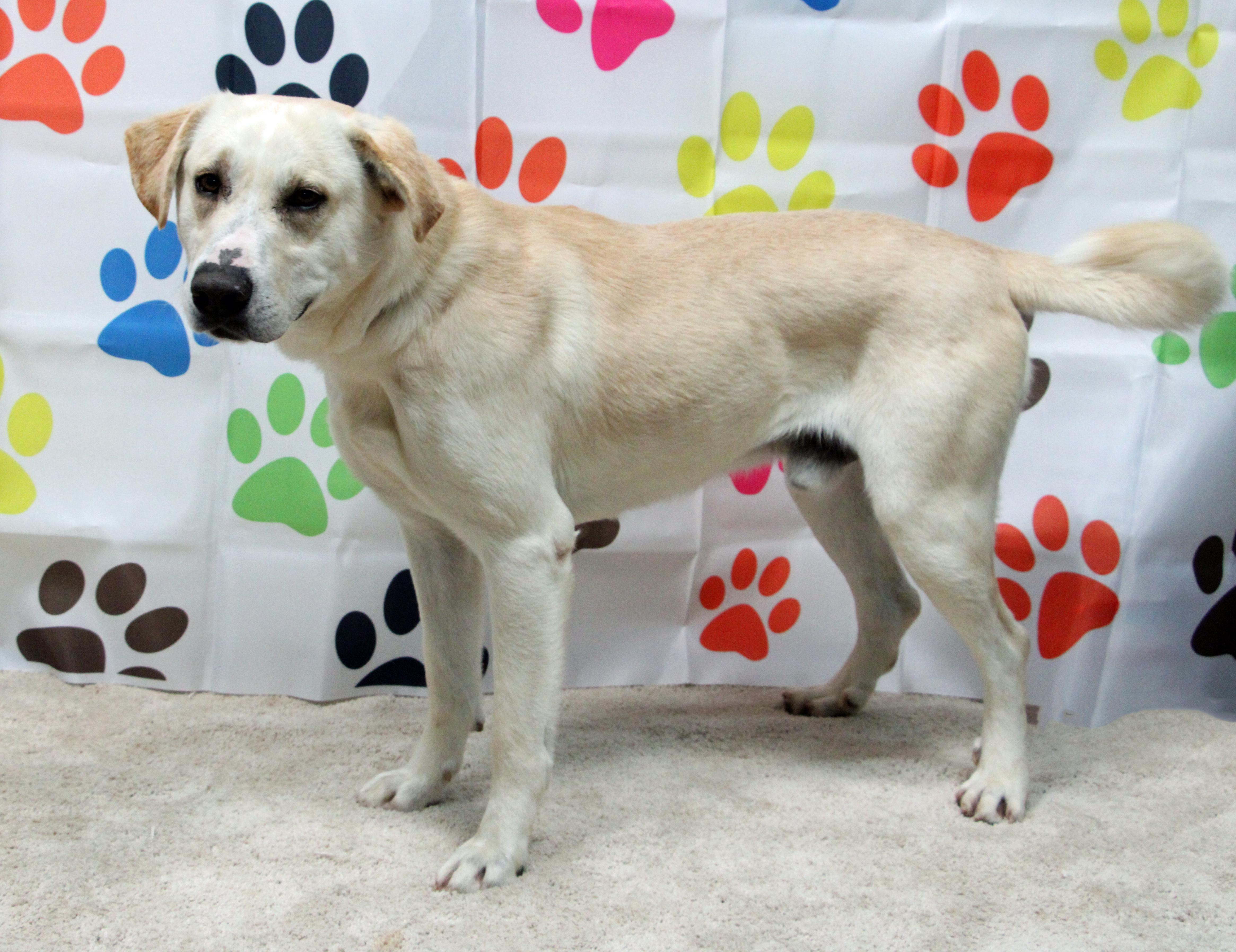 Enlarge Eros, a ADOPTABLE mixed breed in Graham, TX image 2/3