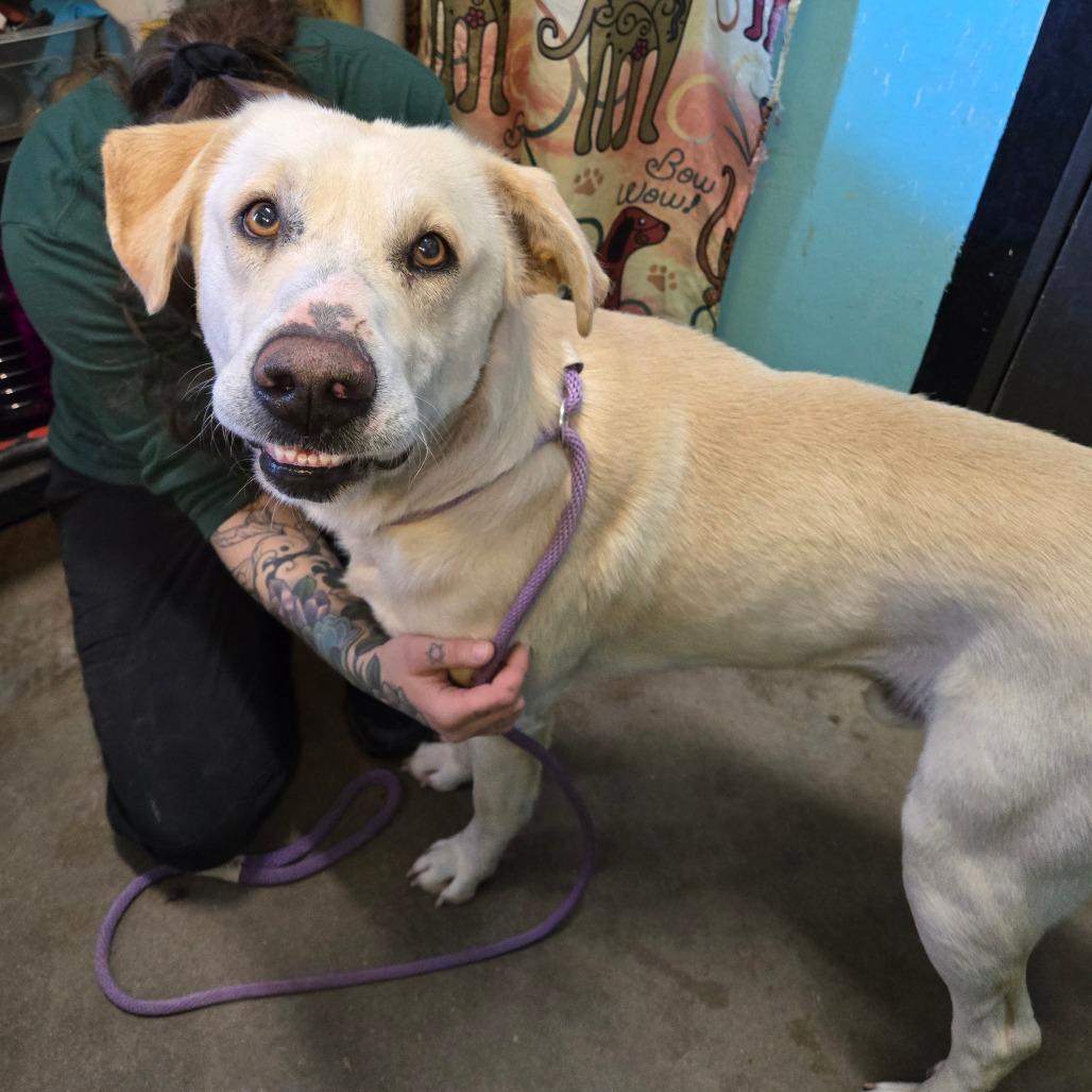 Enlarge Eros, a ADOPTABLE mixed breed in Graham, TX image 3/3