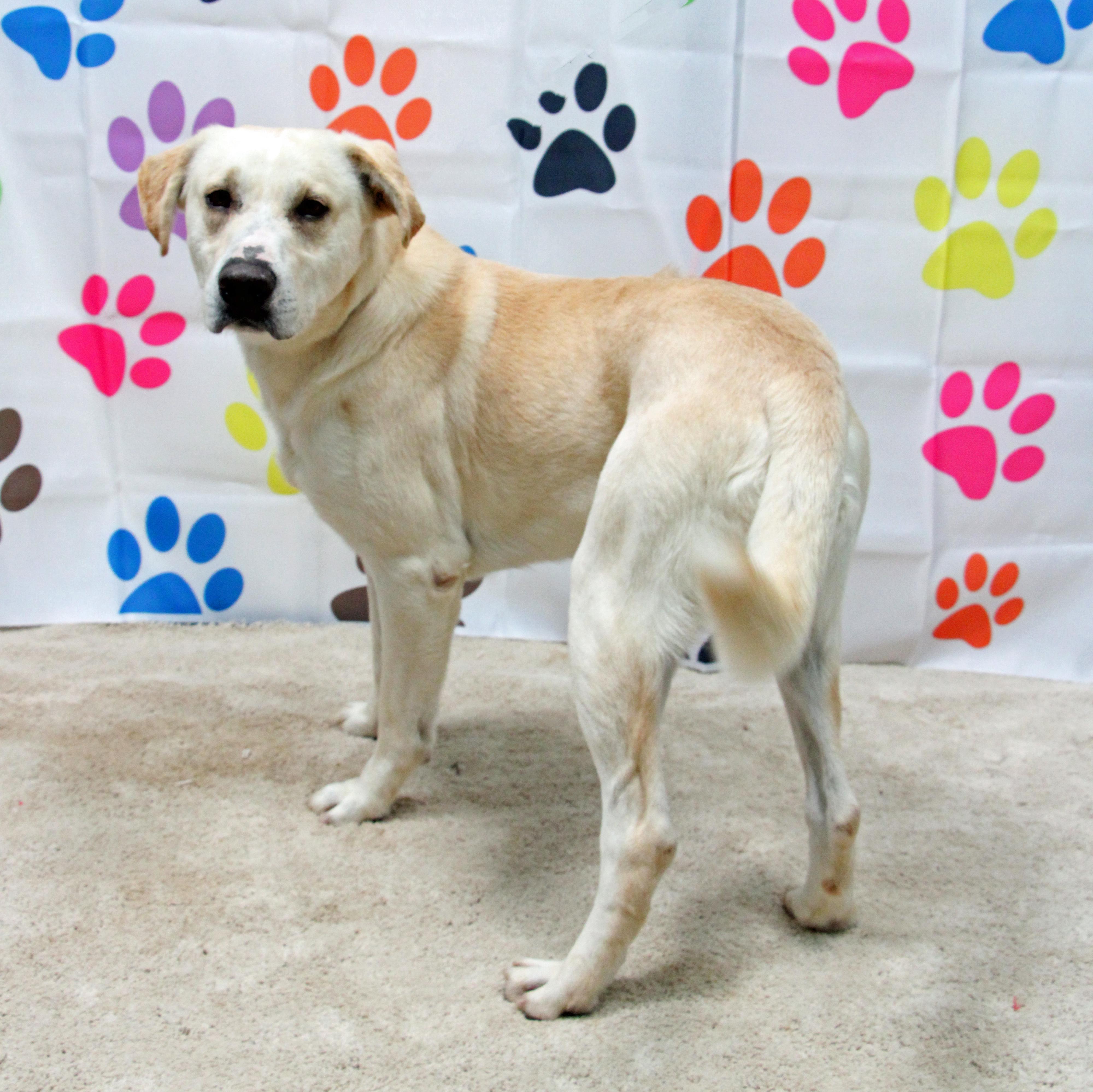 Eros, ADOPTABLE, Adult Male Labrador Retriever & Mixed Breed.