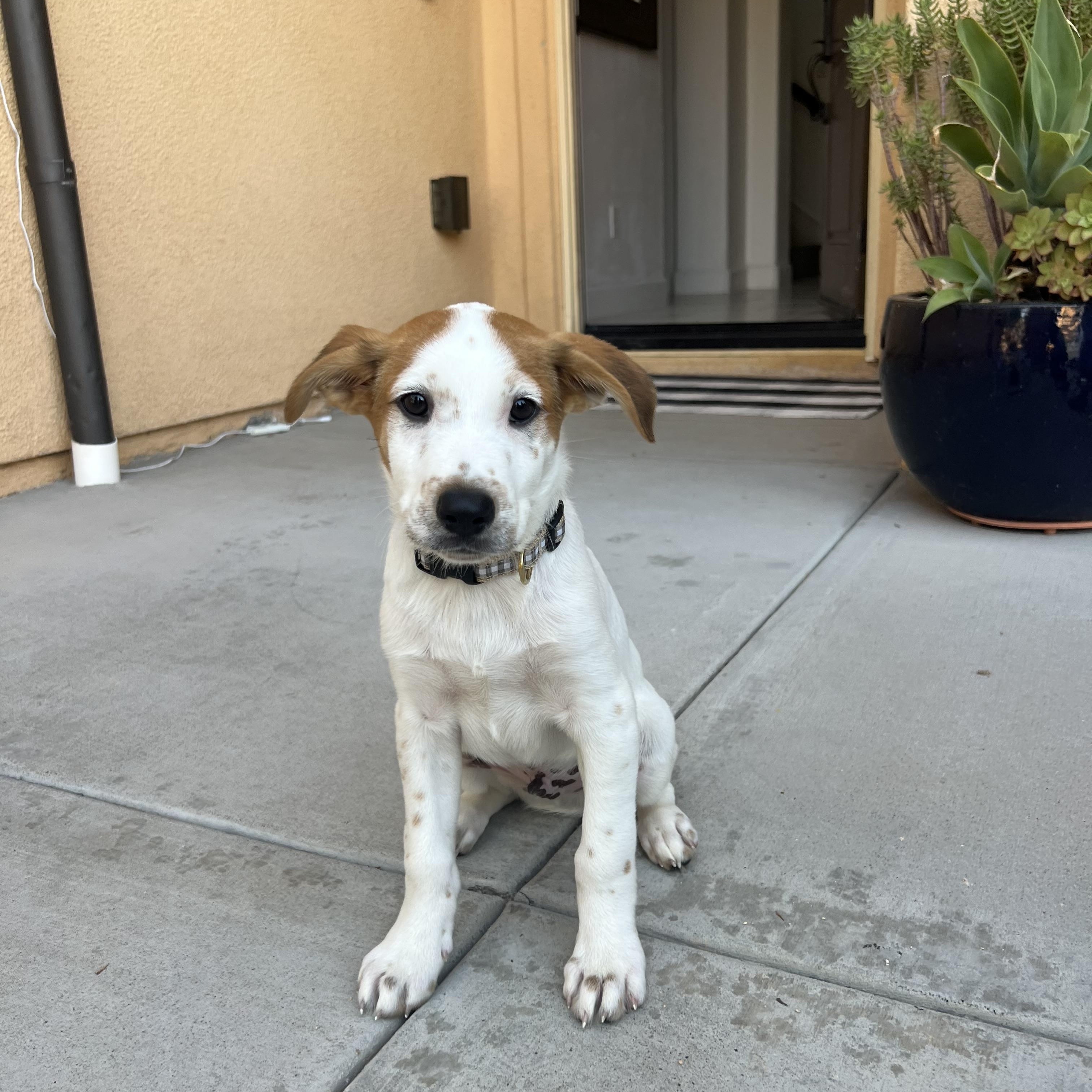 Jett, Adoptable, Puppy Male Labrador Retriever & Australian Cattle Dog / Blue Heeler.