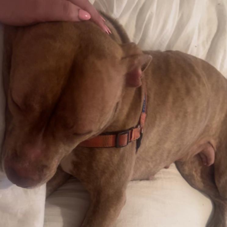 Enlarge Cashmere, a Adoptable Pit Bull Terrier in Oceanside, NY image 1/5