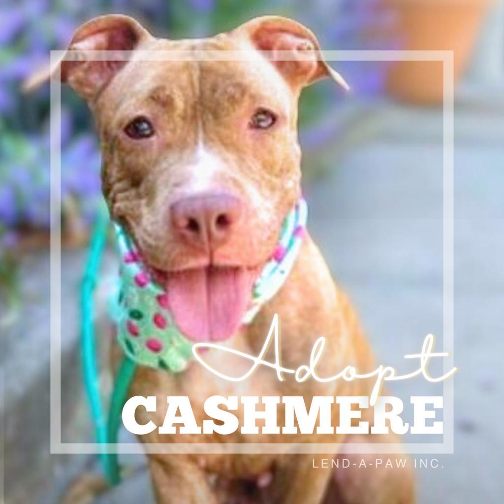 Cashmere thumbnail 2