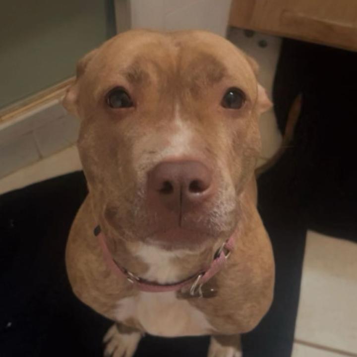 Enlarge Cashmere, a Adoptable Pit Bull Terrier in Oceanside, NY image 3/5