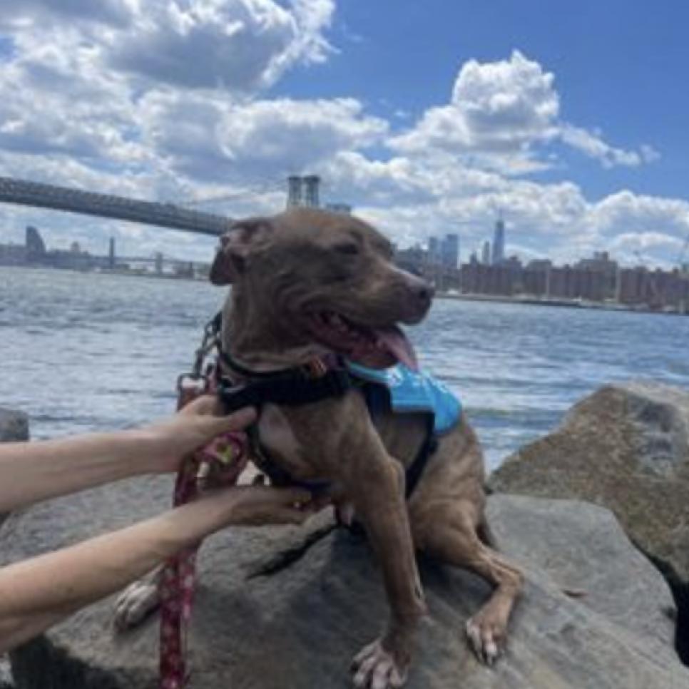 Enlarge Cashmere, a Adoptable Pit Bull Terrier in Oceanside, NY image 4/5
