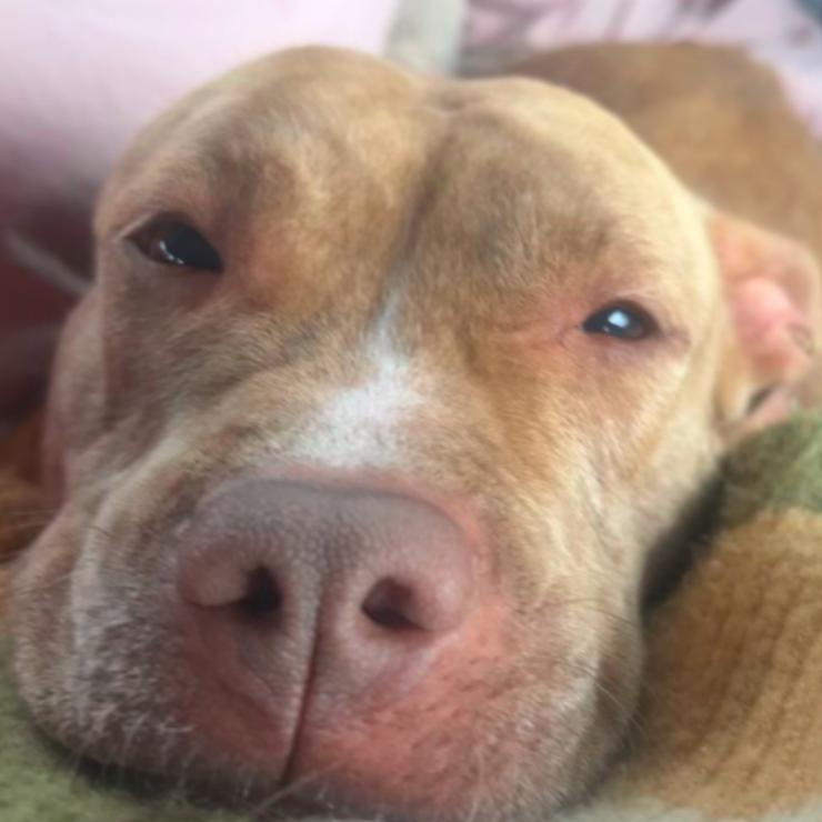 Enlarge Cashmere, a Adoptable Pit Bull Terrier in Oceanside, NY image 5/5