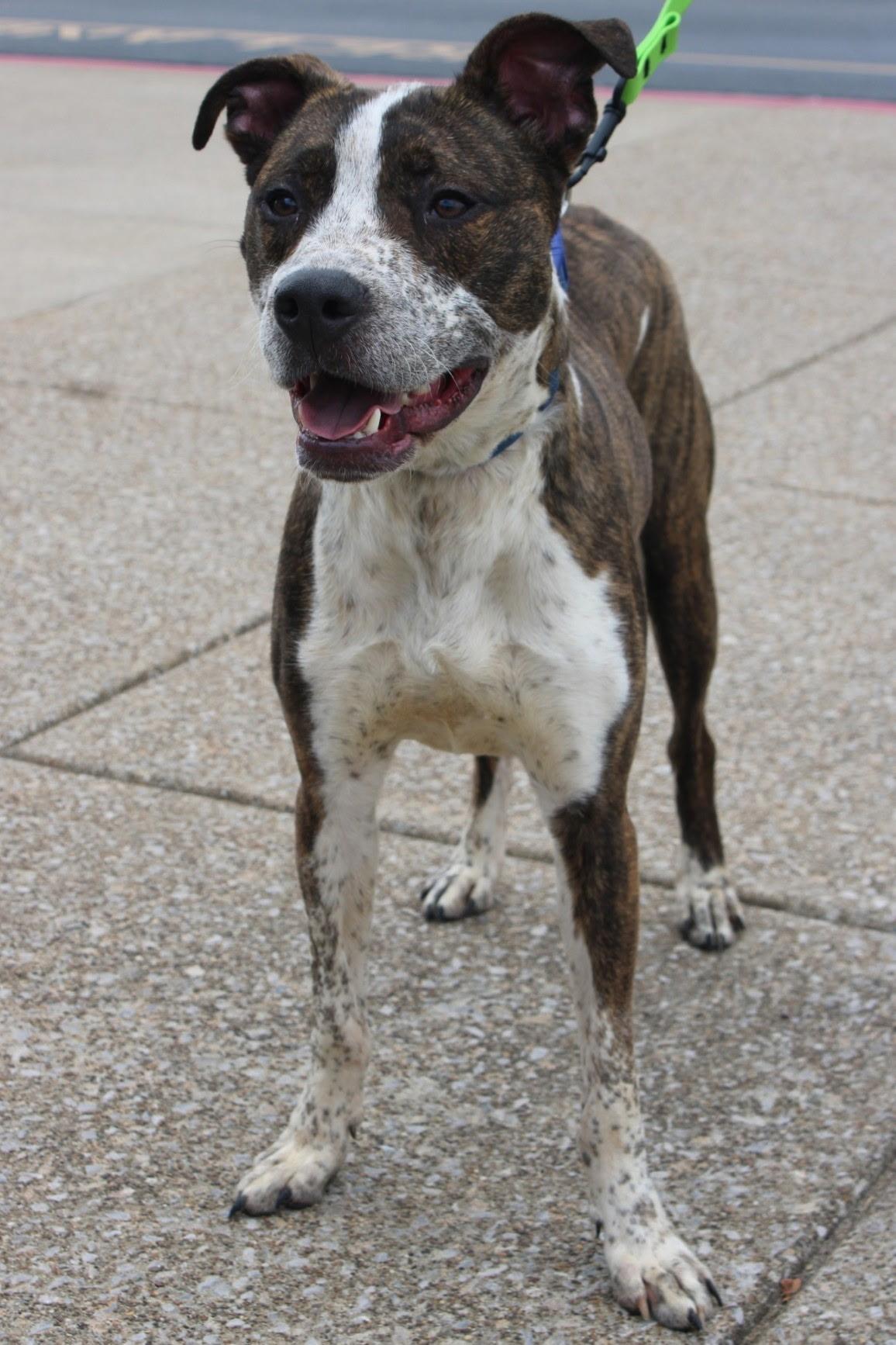 Enlarge Honda, a Adoptable mixed breed in Evansville, IN image 1/2