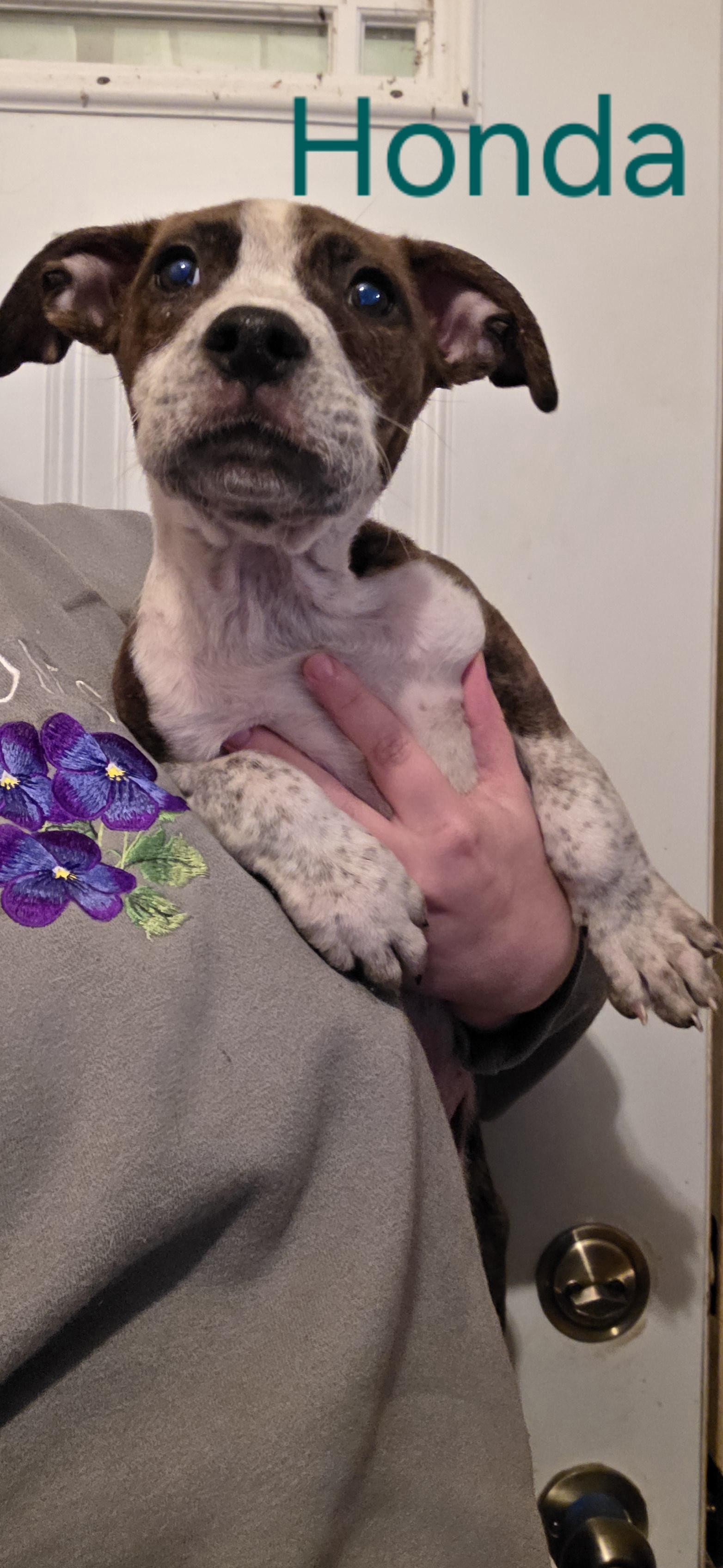Enlarge Honda, a Adoptable mixed breed in Evansville, IN image 2/2
