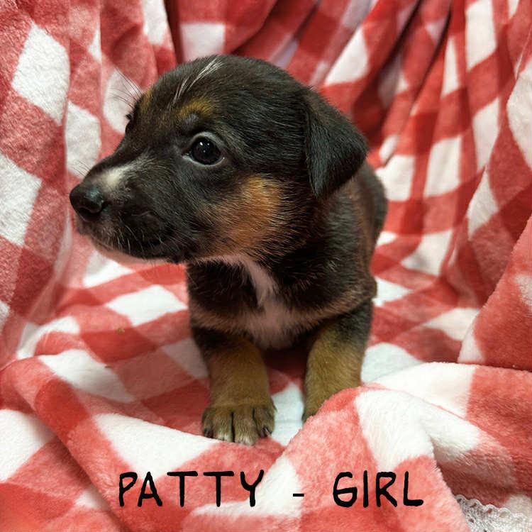 Enlarge Patty, a Adoptable mixed breed in Whiting, NJ image 1/1