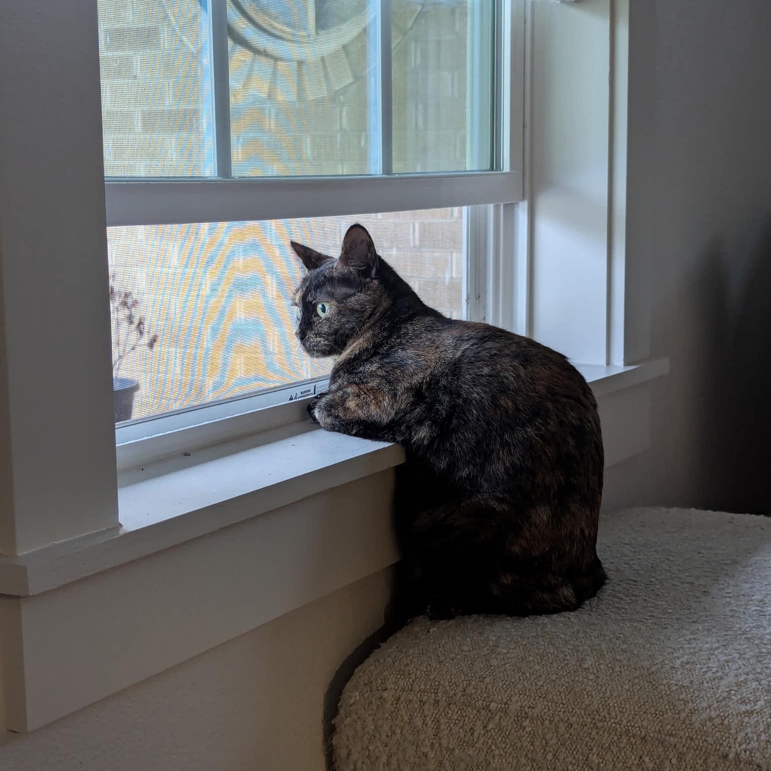 NELDA, Adoptable, Young Female Tortoiseshell.