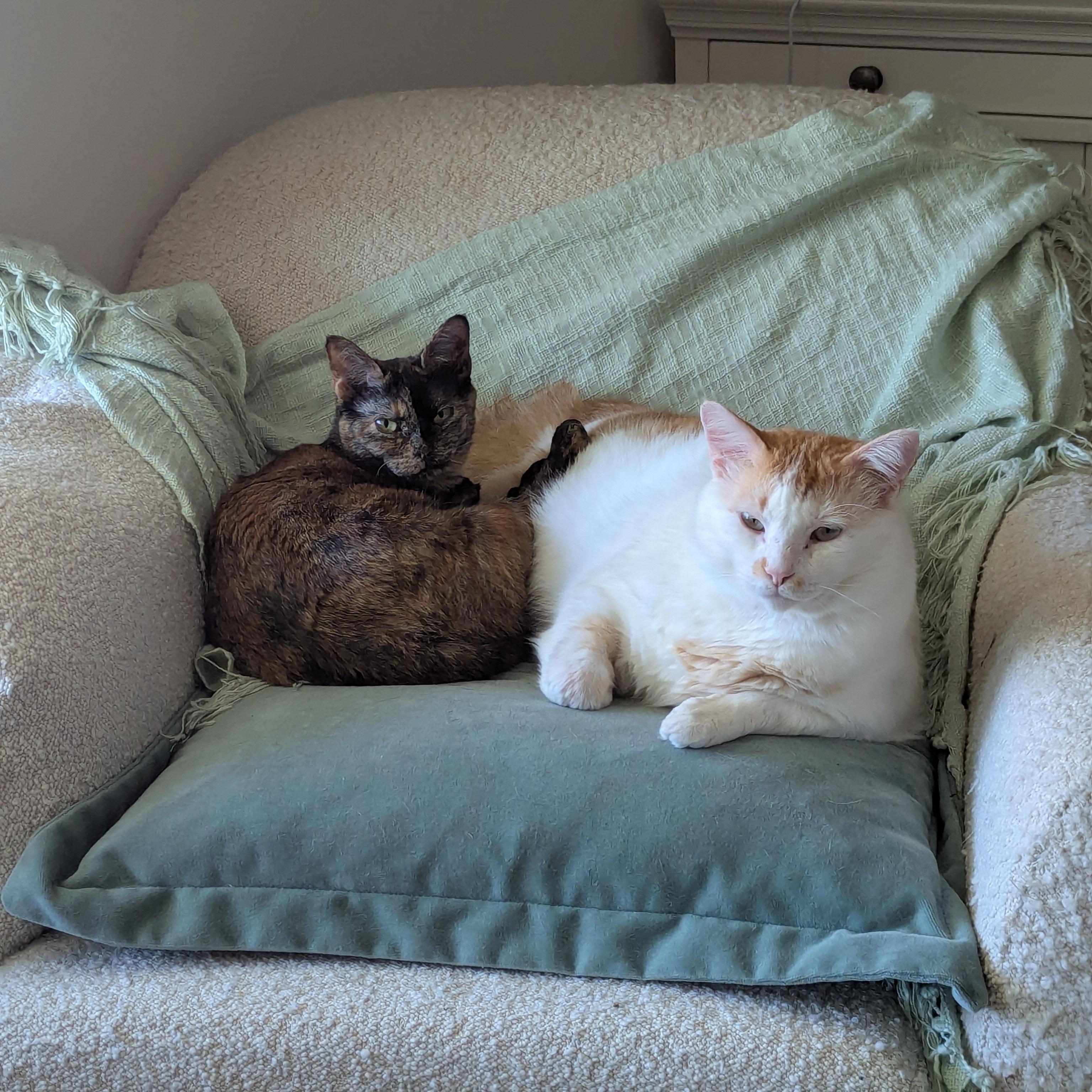 NELDA, a Adoptable Tortoiseshell in Flint, TX image 4/4