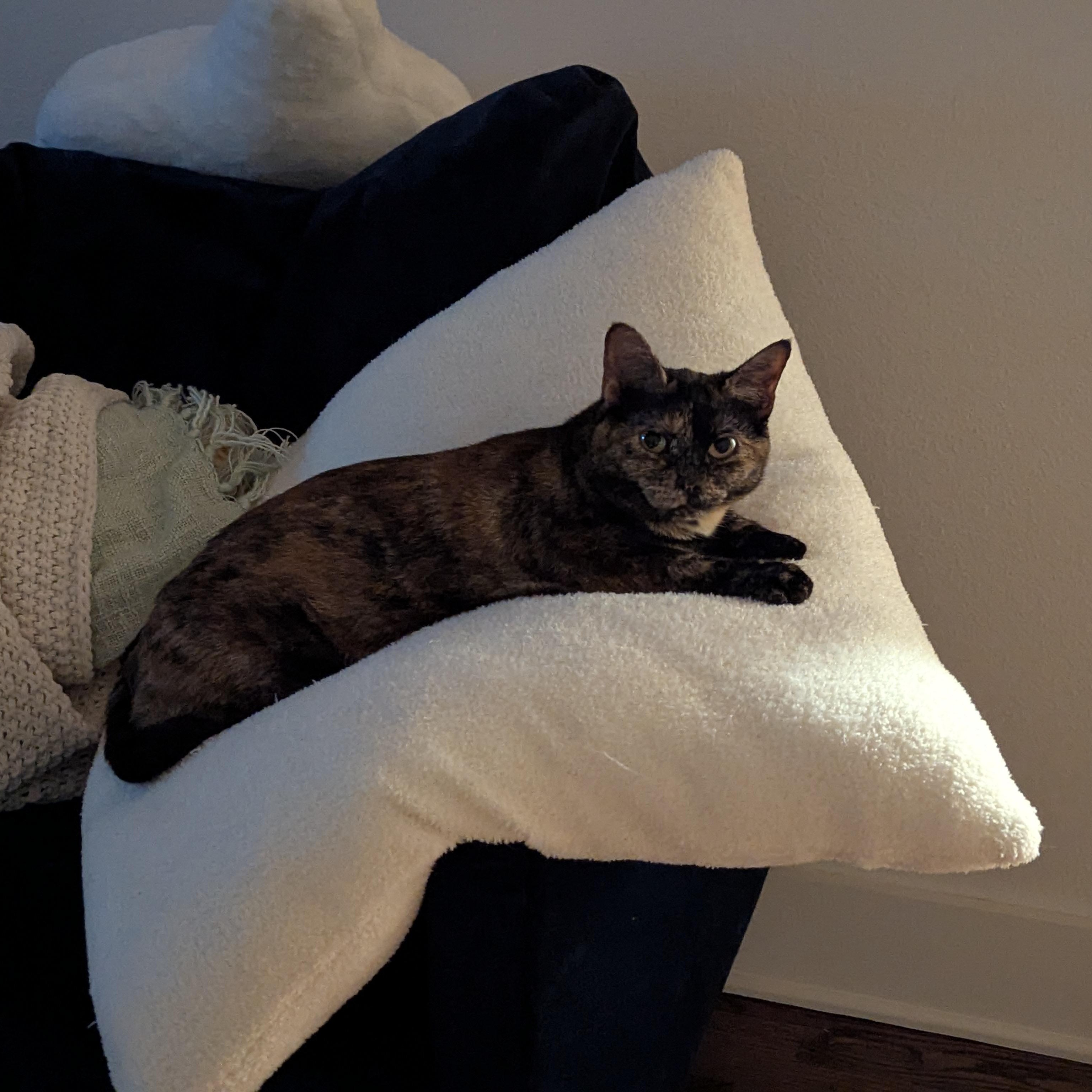 NELDA, a Adoptable Tortoiseshell in Flint, TX image 2/4