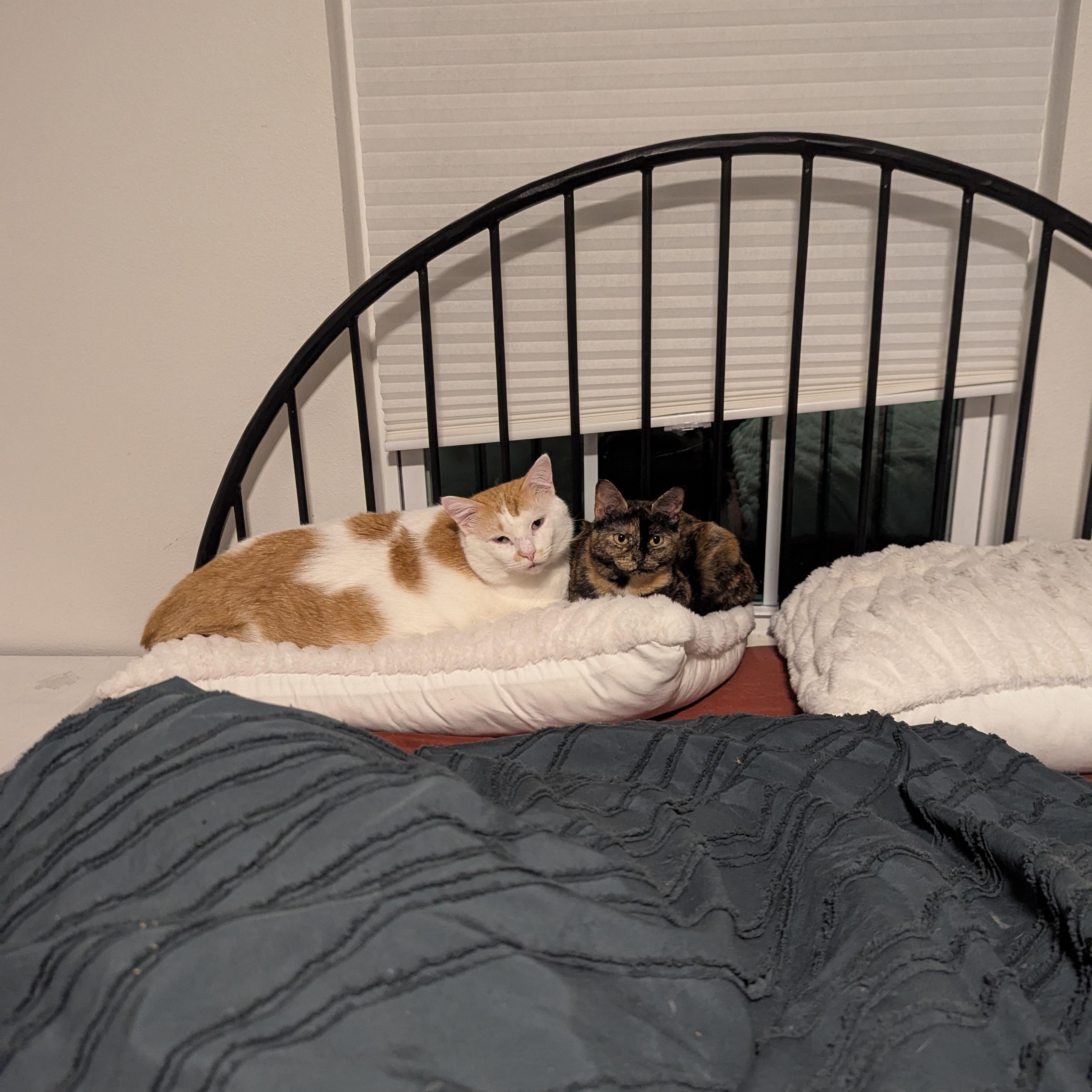 NELDA, a Adoptable Tortoiseshell in Flint, TX image 3/4