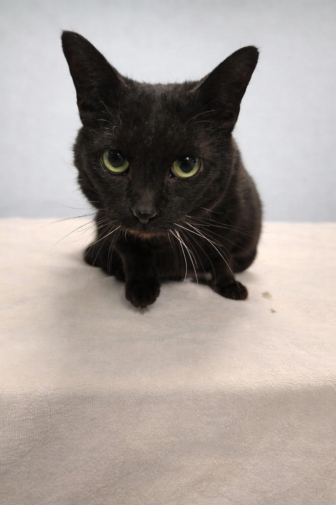 Enlarge Renegade, a Adoptable mixed breed in Detroit, MI image 1/1