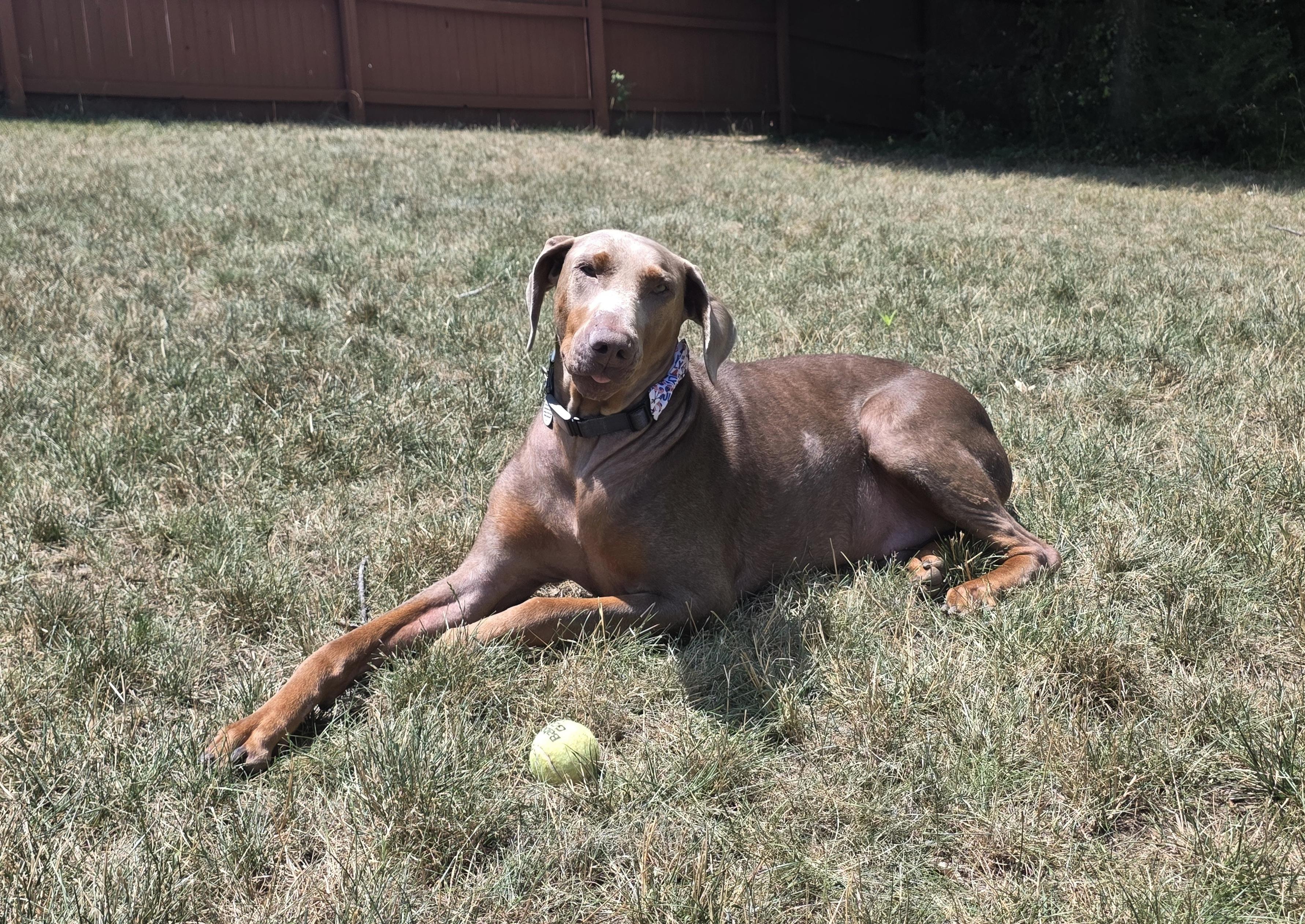 Axel, a ADOPTABLE Doberman Pinscher in Arlington, VA image 6/6