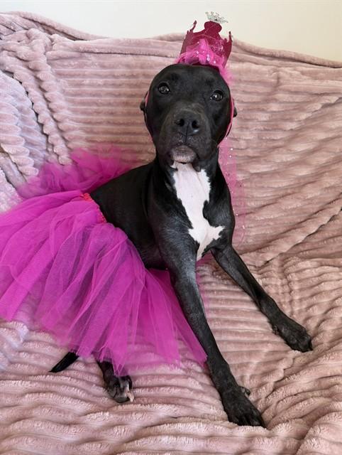 RORY, Adoptable, Young Female Pit Bull Terrier.