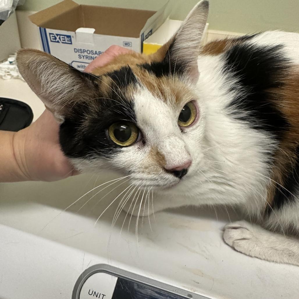 Callie, Adoptable, Adult Female Domestic Short Hair.