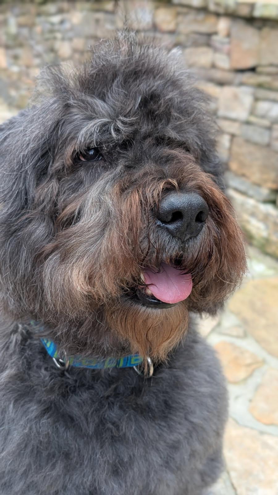 Enlarge Otto, a Adopted Bouvier des Flandres in Hendersonville, NC image 1/1