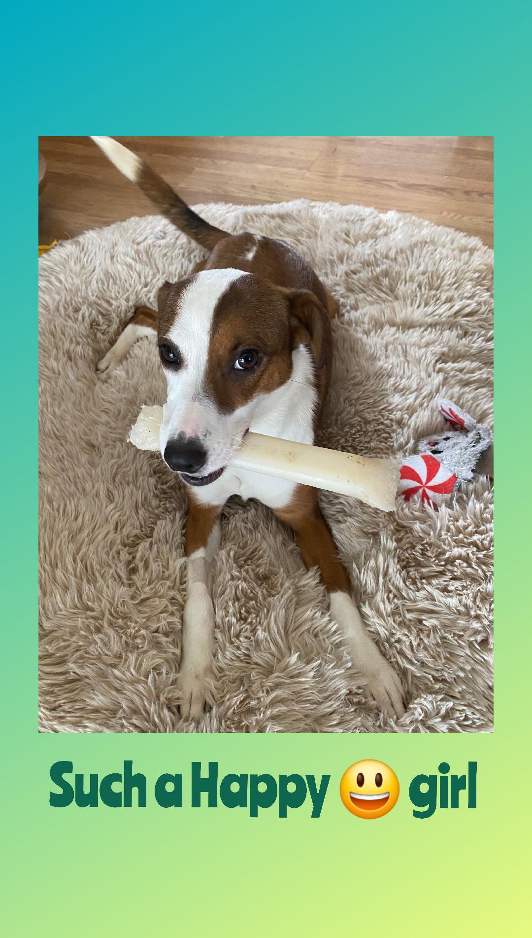 Enlarge Lucy Lou  A+, a Adoptable mixed breed in Lake Geneva, WI image 6/6