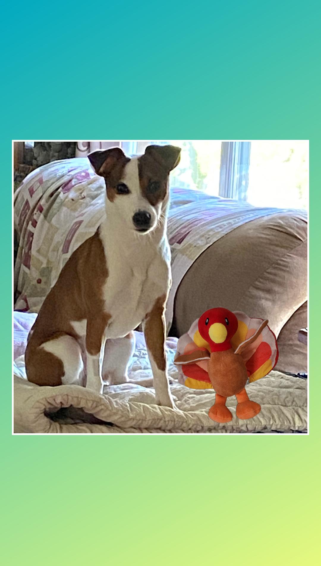 Enlarge Lucy Lou  A+, a Adoptable mixed breed in Lake Geneva, WI image 4/6