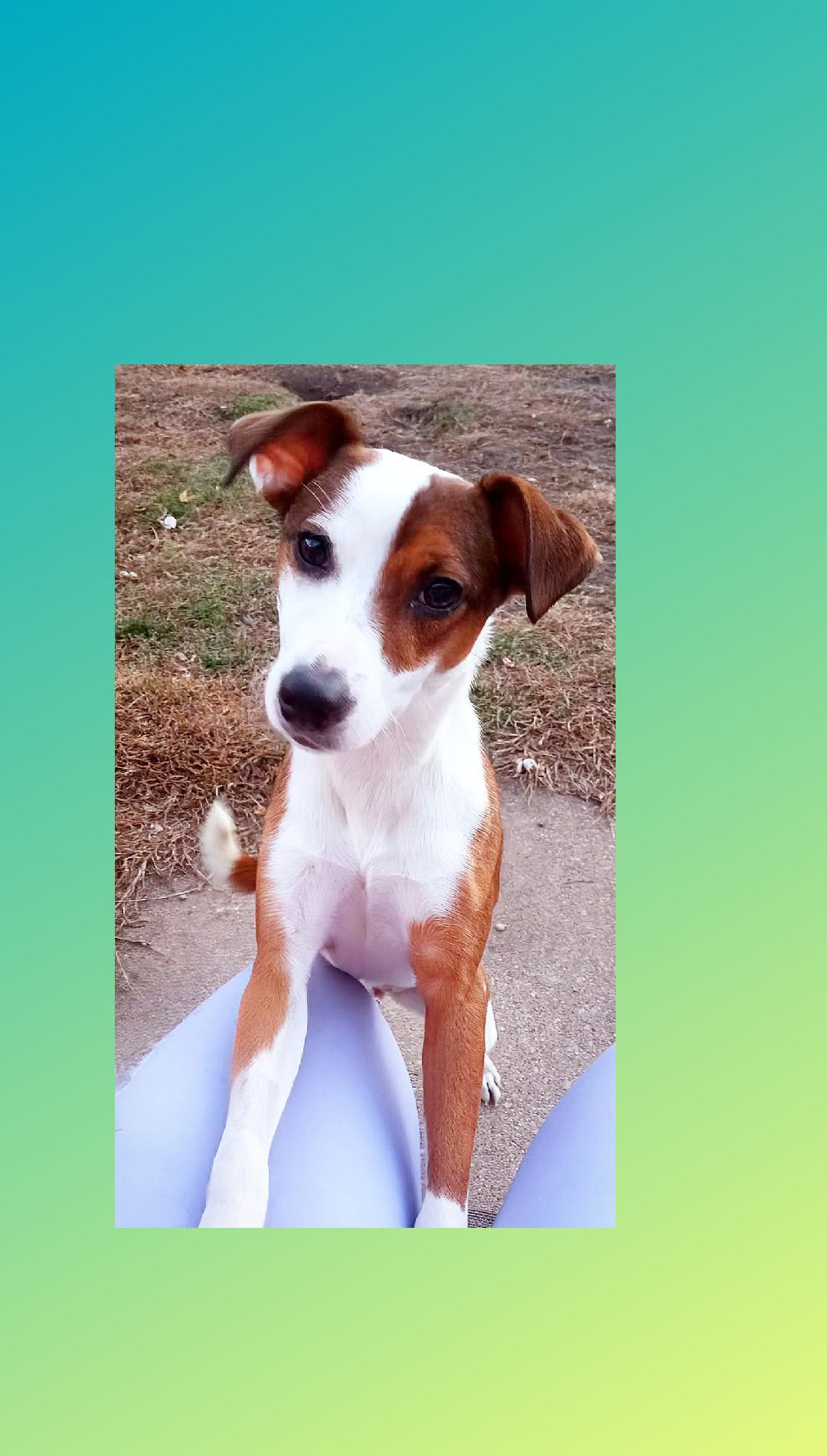 Lucy Lou  A+, Adoptable, Young Female Terrier.