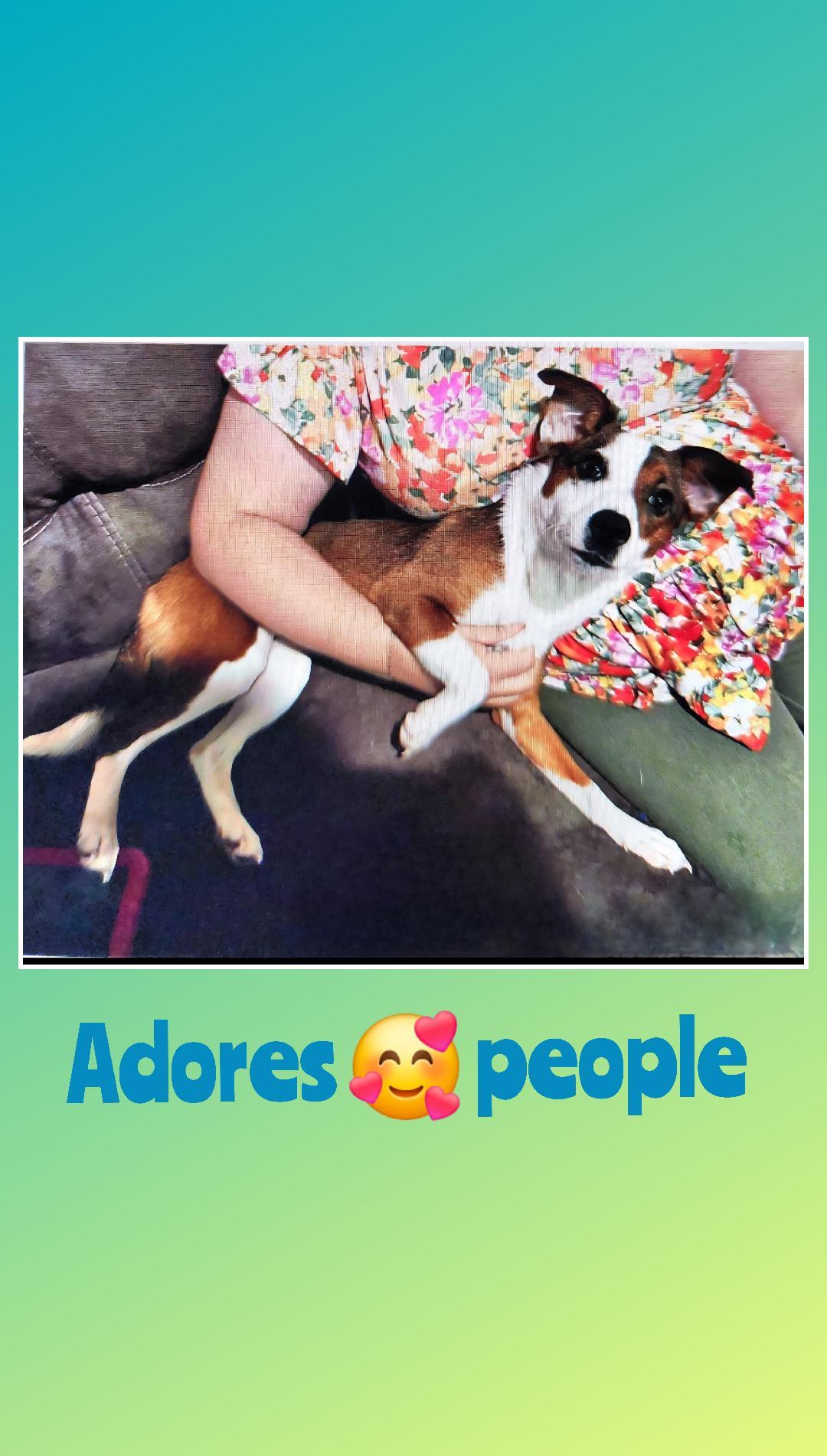 Enlarge Lucy Lou  A+, a Adoptable mixed breed in Lake Geneva, WI image 2/6