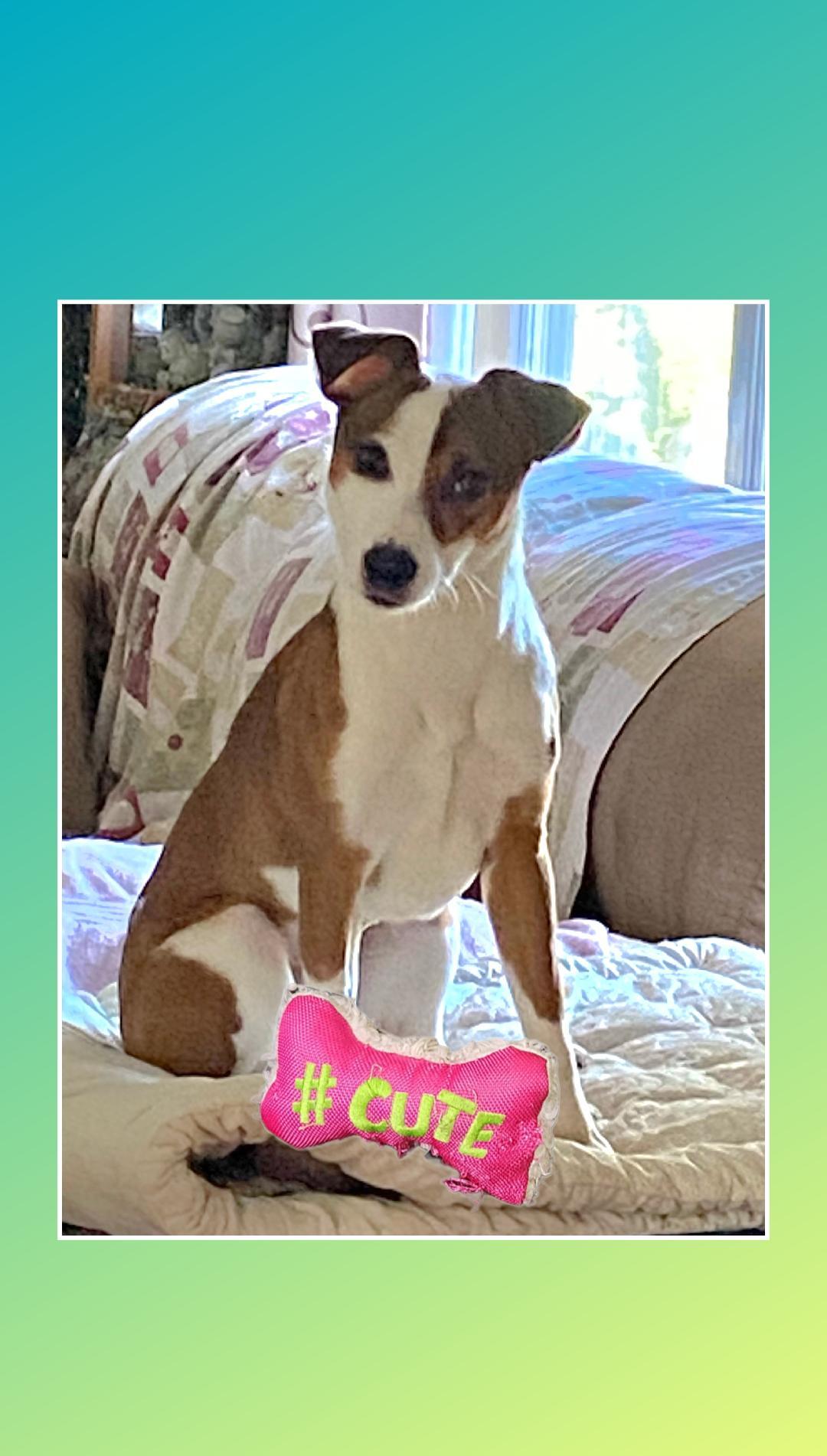 Enlarge Lucy Lou  A+, a Adoptable mixed breed in Lake Geneva, WI image 3/6