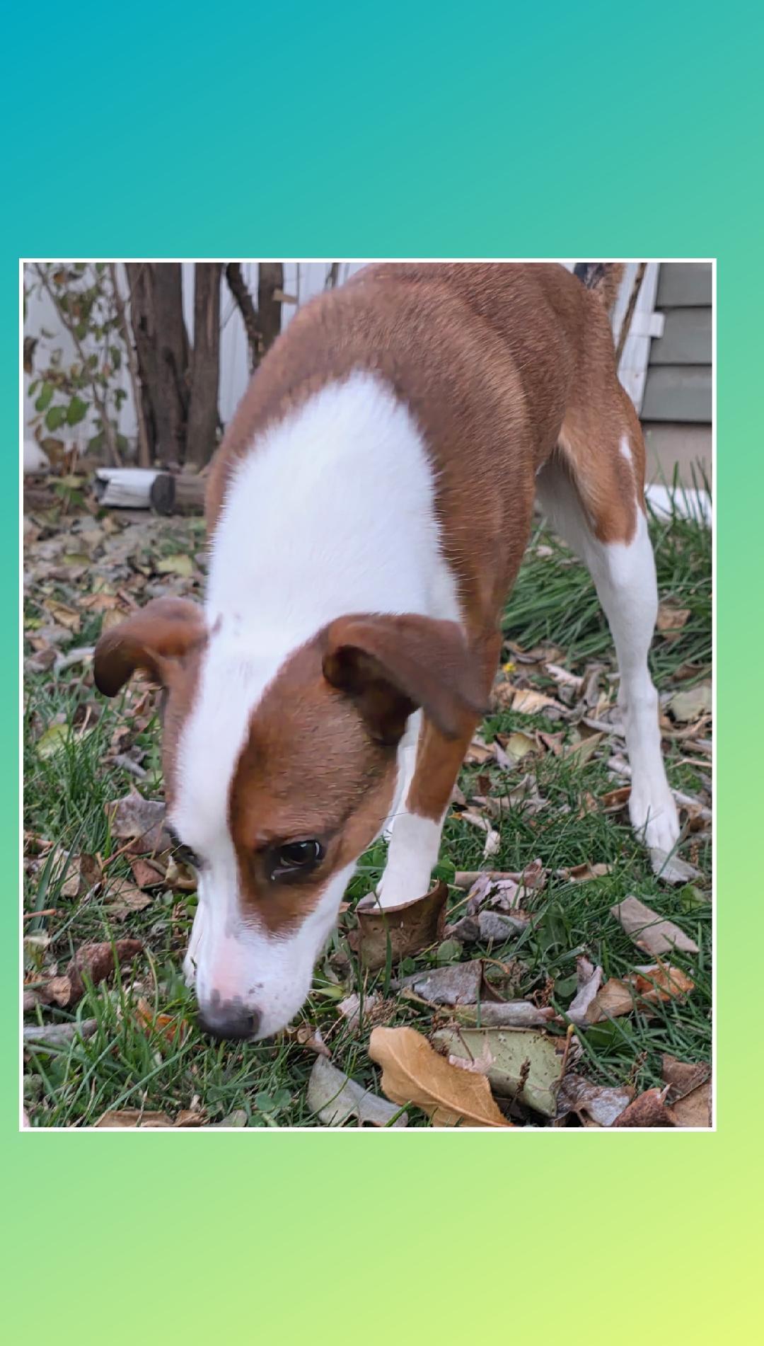 Enlarge Lucy Lou  A+, a Adoptable mixed breed in Lake Geneva, WI image 5/6